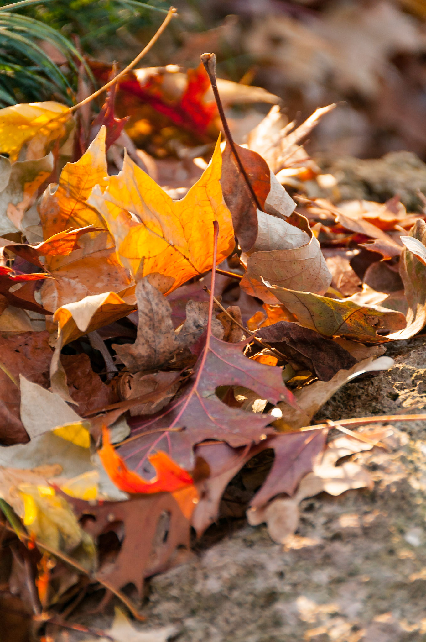 We were wandering the Dallas Arboretum on a sunny, cold, New Year's Eve when I came across this pile of leaf litter. Because trees in Texas change color around Christmas rather than the fall (when they change at all), the backlit leaves glow with color.Date: Dallas, Texas, United StatesLocation: 31 December 2013Original resolution: 12 MPProcessing: Processed from RAW using Adobe Photoshop Lightroom CC 2015
