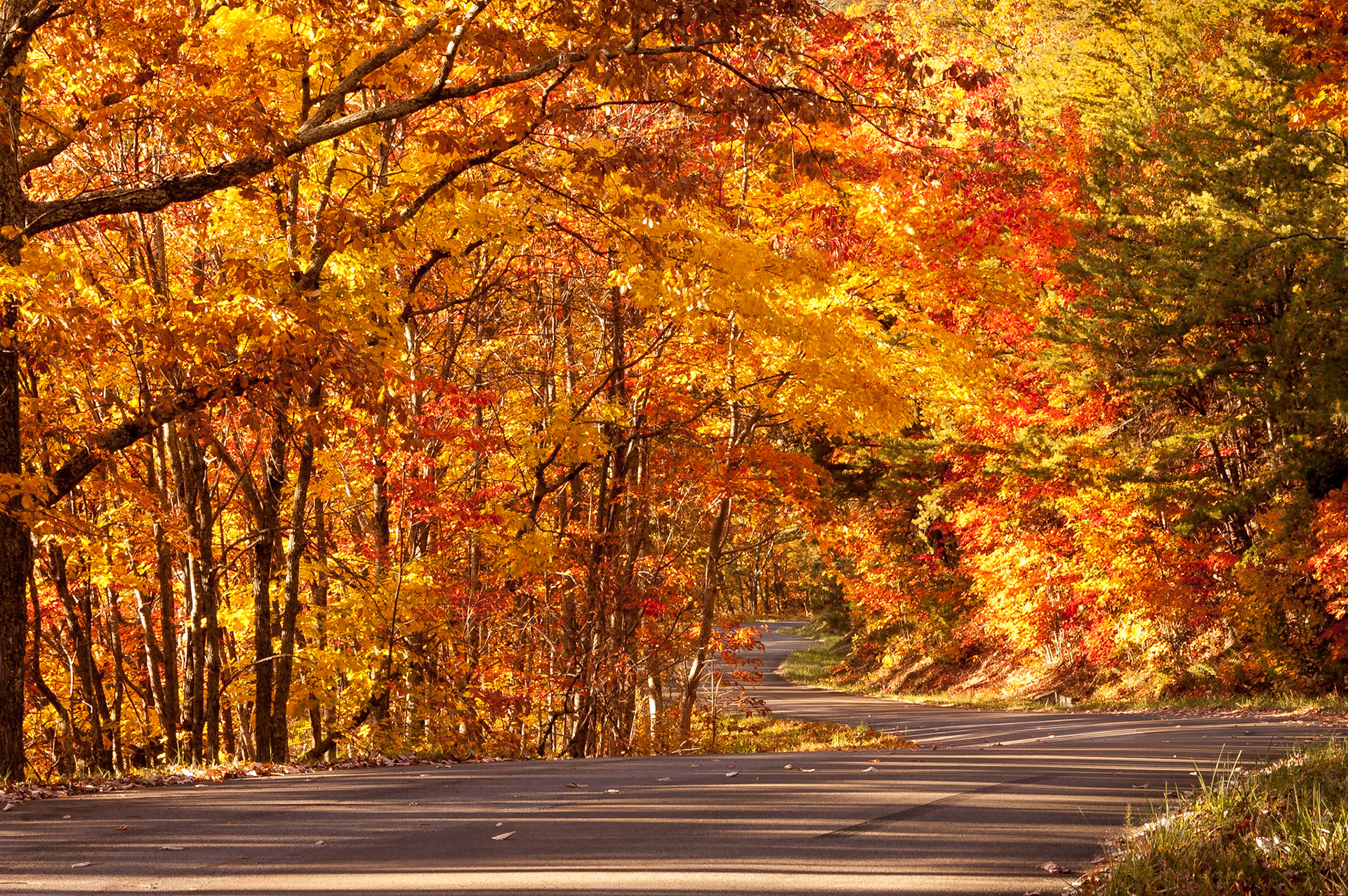 4 Nobember 2008 | Blount County, Tennessee, United States | Nikon D70 | Original Resolution: 6 MP | Processed from RAW in Adobe Photoshop Lightroom Classic 13