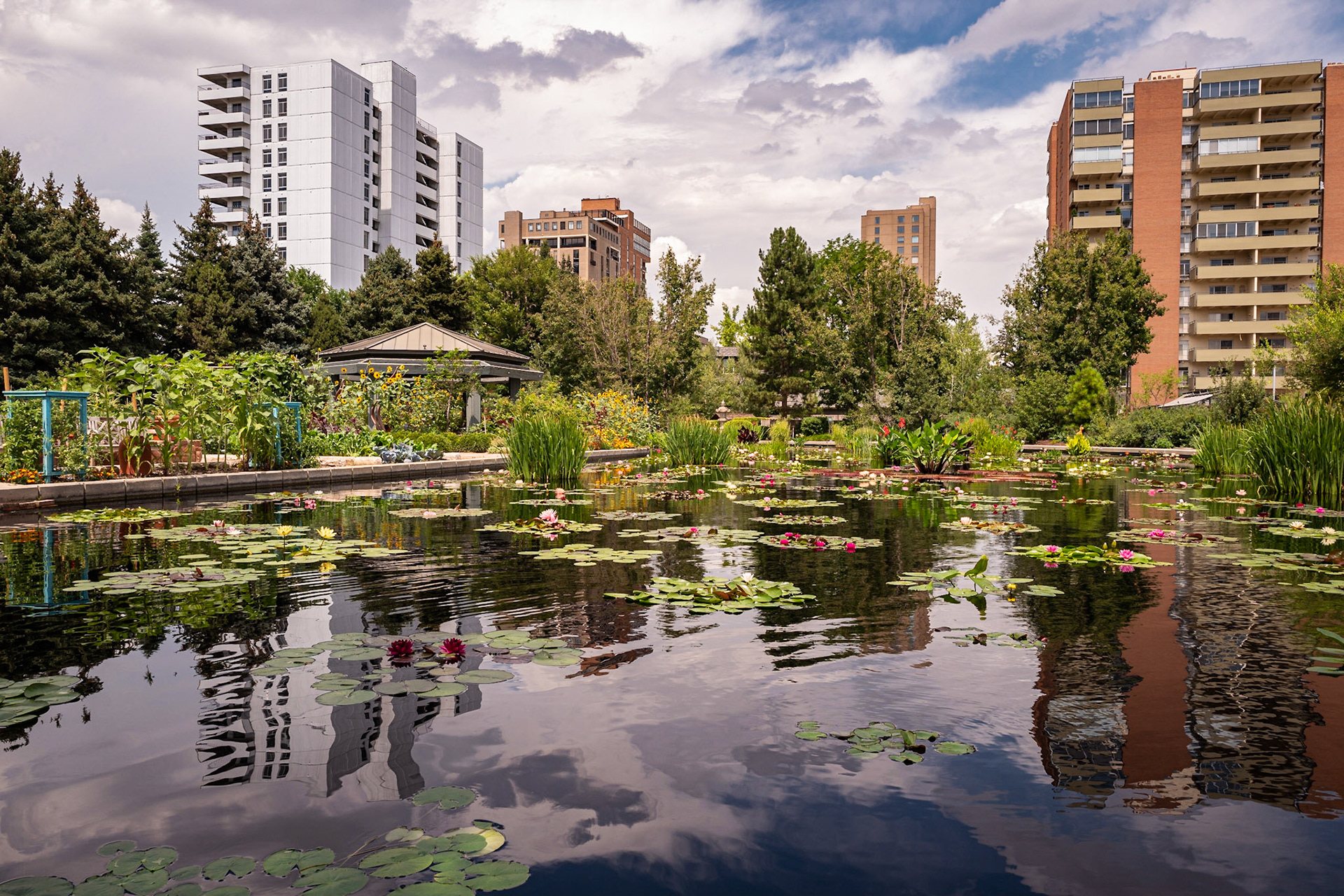 The Monet Pool at the Denver Botanic Garden pays homage to Monet's water gardens at Giverny. I had to wait a long time to get to get just a few seconds when people weren't in the frame of this photo.Date: 8 August 2019Location: Denver, Colorado, United StatesOriginal resolution: 24 MPProcessing: Processed from RAW using Adobe Photoshop Lightroom Classic 9