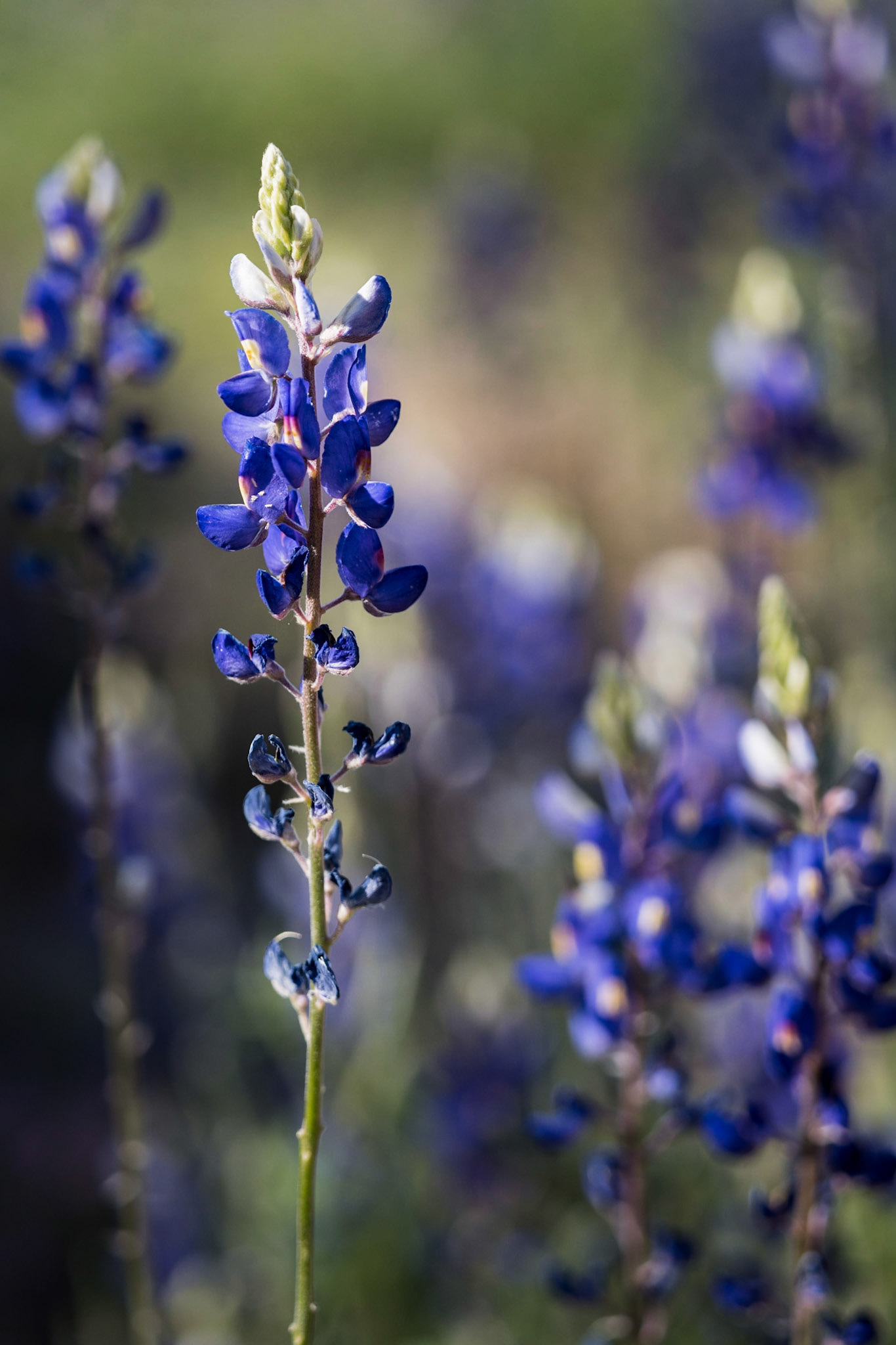 Date: 15 March 2016Location: Big Bend National Park. Texas, United StatesOriginal resolution: 36 MPProcessing: Processed from RAW using Adobe Photoshop Lightroom 6
