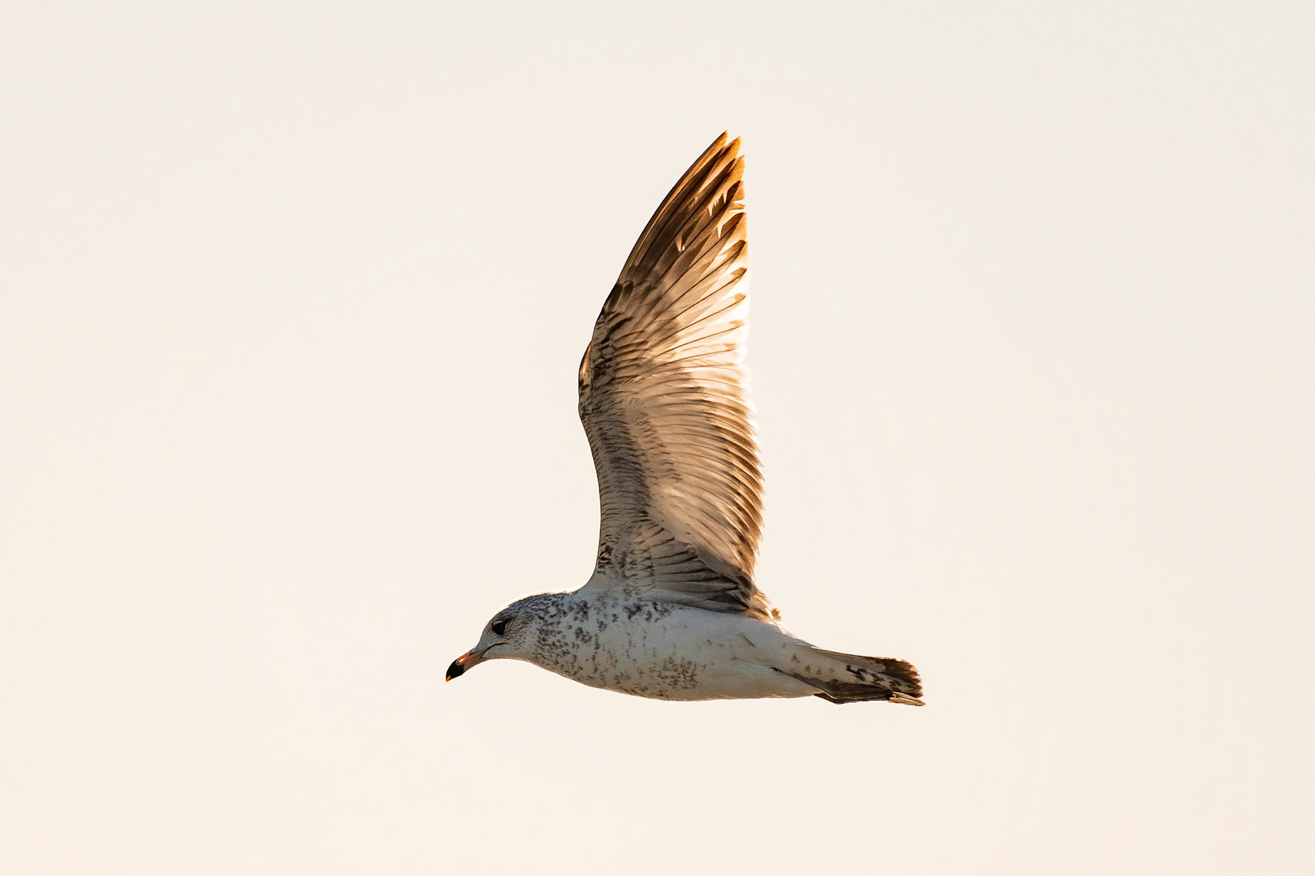 This immature ring-billed gull was flying beside our boat on Sundown Bay when I captured it with backlit wings from the morning sun.Date: 20 March 2018Location: Aransas National Wildlife Refuge, Texas, United StatesOriginal resolution: 20 MPProcessing: Processed from RAW using Adobe Photoshop Lightroom Classic CC 7