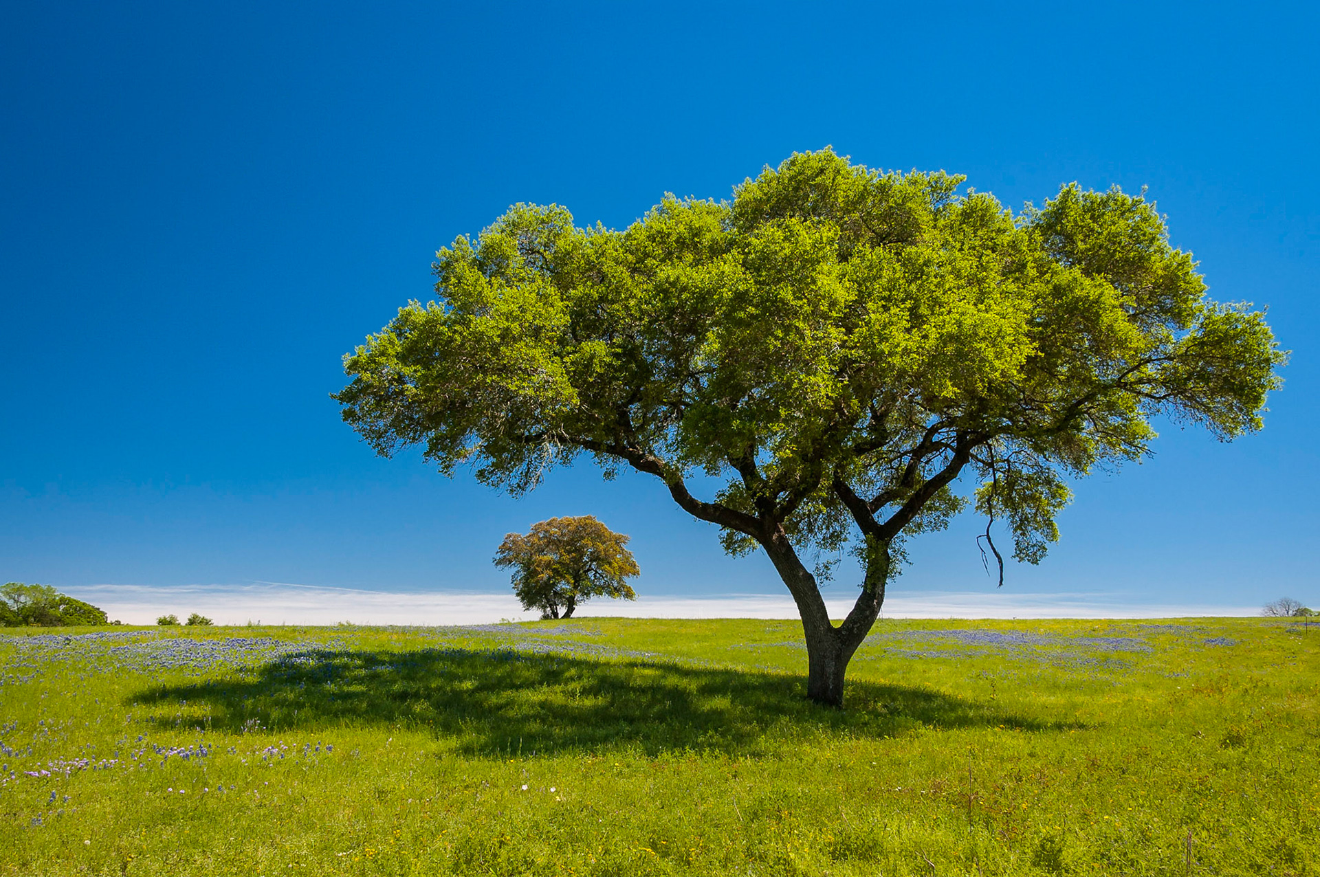A live oak (Quercus fusiformis) casts shade in a pasture on Asa Hoxie Road (Washington County Road 60). Texas bluebonnets (Lupinus texensis) are scattered nearby.Date: 1 April 2007Location: Independence, Texas, United StatesOriginal resolution: 6 MPProcessing: Processed from RAW using Adobe Photoshop Lightroom Classic 9
