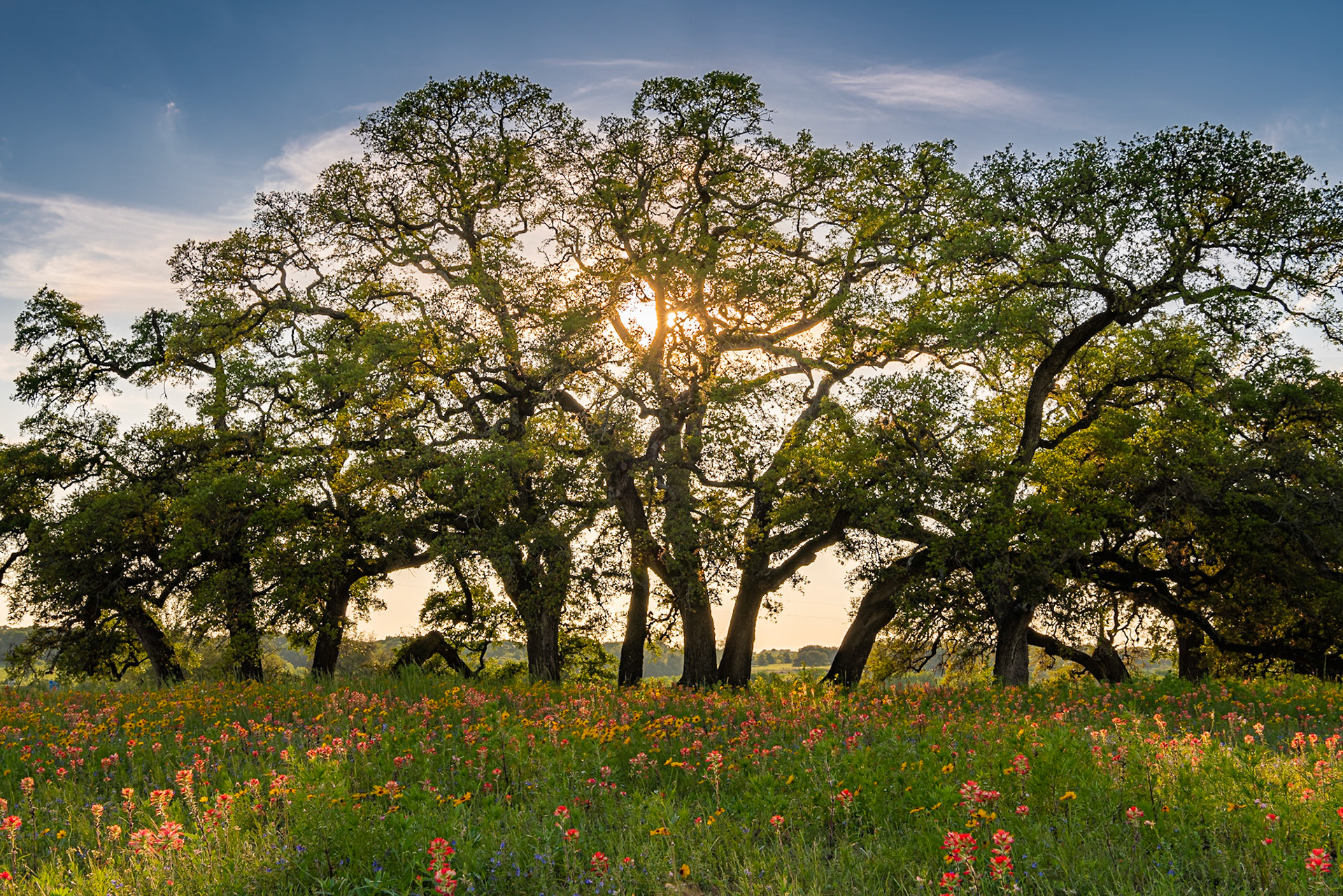 I lined up the sun behind this stand of live oak trees to that were filtering the light over the indian paintbrush in the foreground. I did some dodging and burning on the image to lift up the tones in the tree branches from black and even out the contrast in the foreground.Date: 8 April 2019Location: Independence, Texas, United StatesOriginal resolution: 36 MPProcessing: Processed from RAW using Adobe Photoshop Lightroom Classic 9
