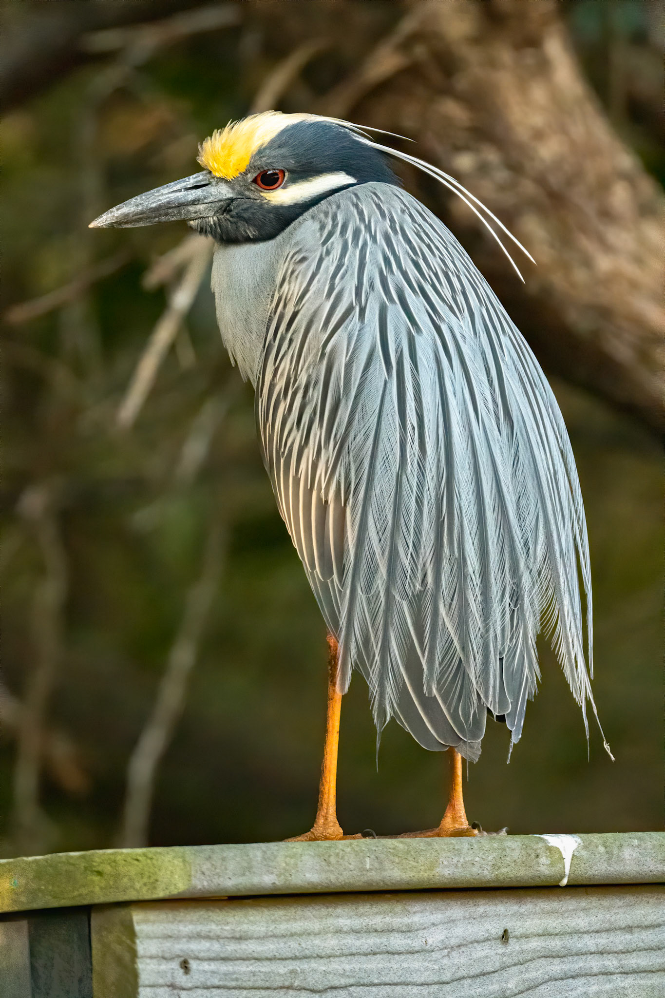 Date: 16 March 2021Location: Sanibel, Florida, United StatesOriginal resolution: 20 MPProcessing: Processed from RAW using Adobe Photoshop Lightroom Classic 9