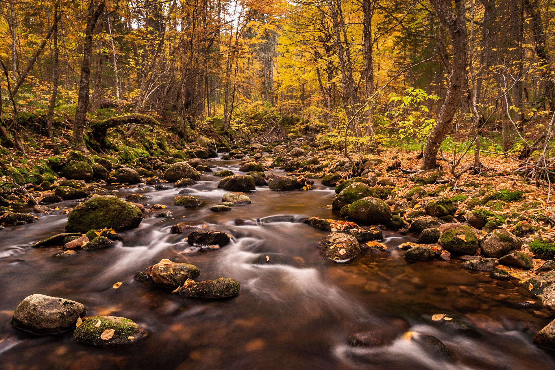This little stream flows into the Jacques-Cartier River in Parc National de la Jacques-Cartier. The overcast skies helped bring out the color of the trees and moss.Date: 5 October 2018Location: Parc National de la Jacques-Cartier, Québec, CanadaOriginal resolution: 36 MPProcessing: Processed from RAW using Adobe Photoshop Lightroom Classic CC 7