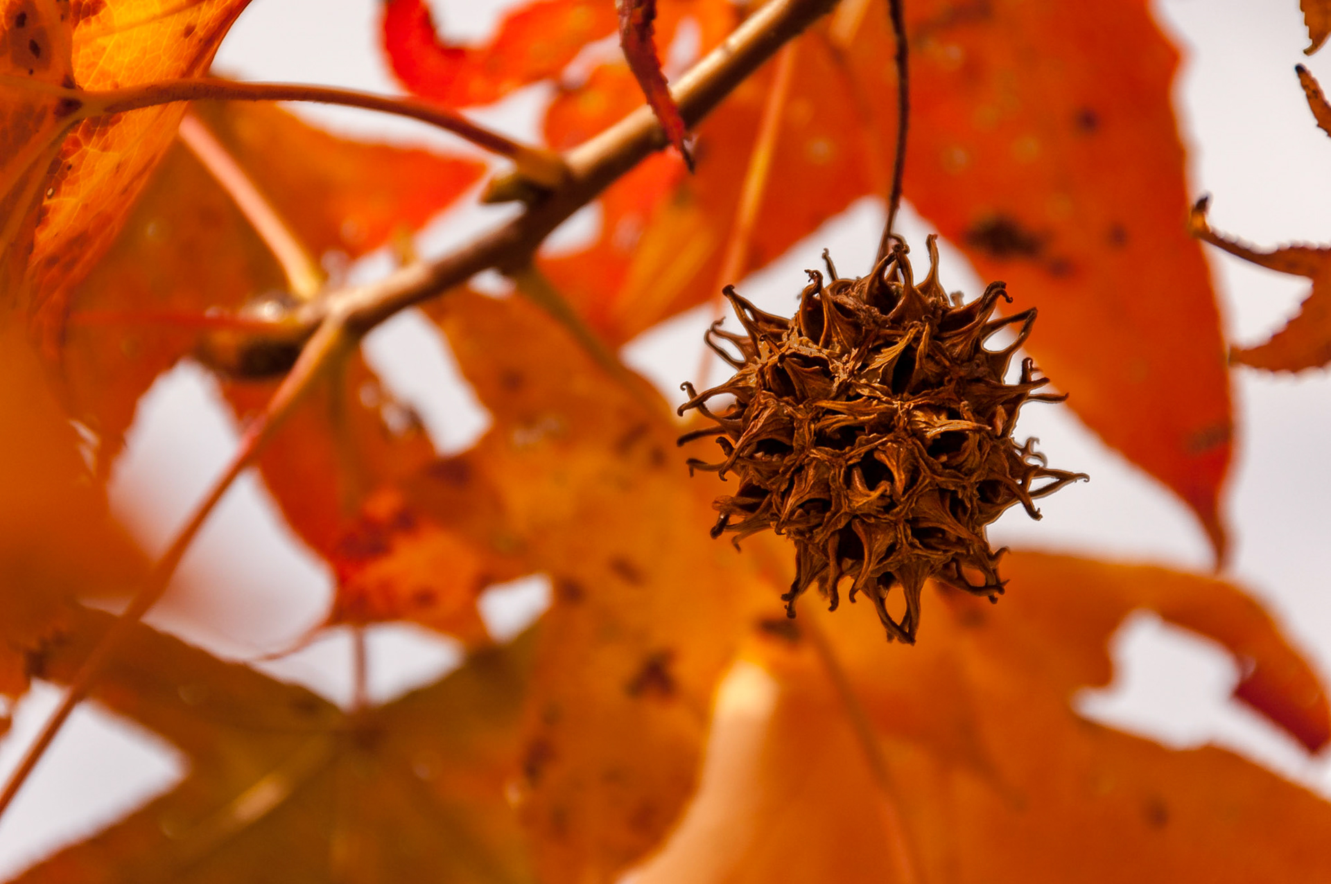 December of 2009 was a great month and year for colorful foliage in the Houston area. The dried fruit of an American Sweetgum (Liquidambar styraciflua) is highlighted here by a background of orange leaves.Date: 19 December 2009Location: West University Place, Texas, United StatesOriginal resolution: 6 MPProcessing: Processed from RAW using Adobe Photoshop Lightroom 6