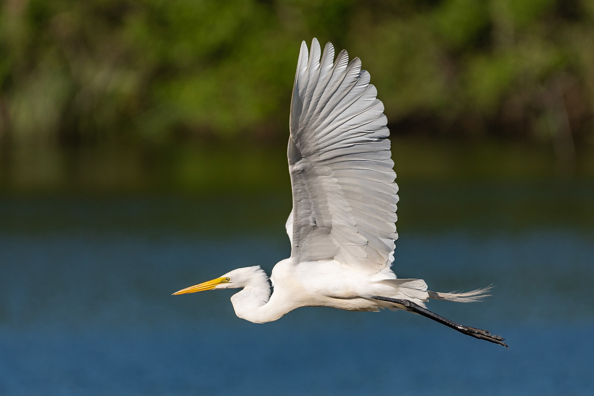 Date: 19 April 2019Location: High Island, Texas, United StatesOriginal resolution: 20 MPProcessing: Processed from RAW using Adobe Photoshop Lightroom Classic CC 8