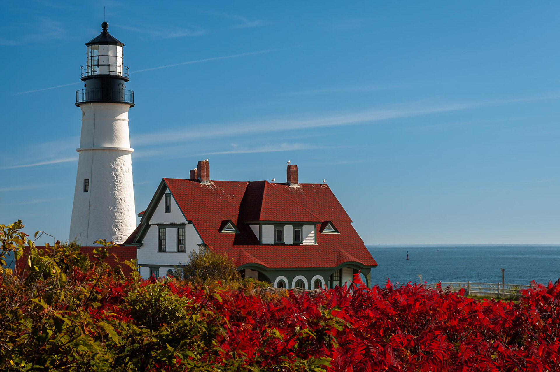 Portland Head Light, in Fort Williams Park, is viewed over a thicket of staghorn sumac (Rhus typhina).