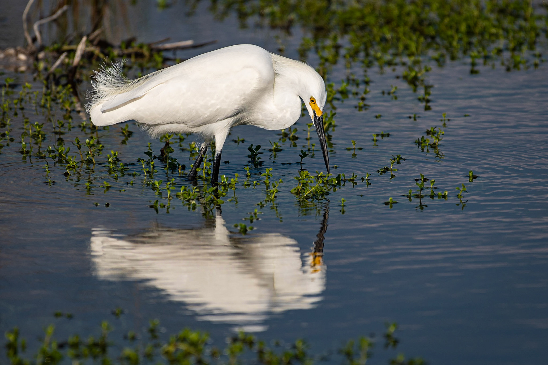 This snowy egret appears to be a bit of a narcissist.Date: 12 March 2019Location: Sanibel, Florida, United StatesOriginal resolution: 20 MPProcessing: Processed from RAW using Adobe Photoshop Lightroom 6