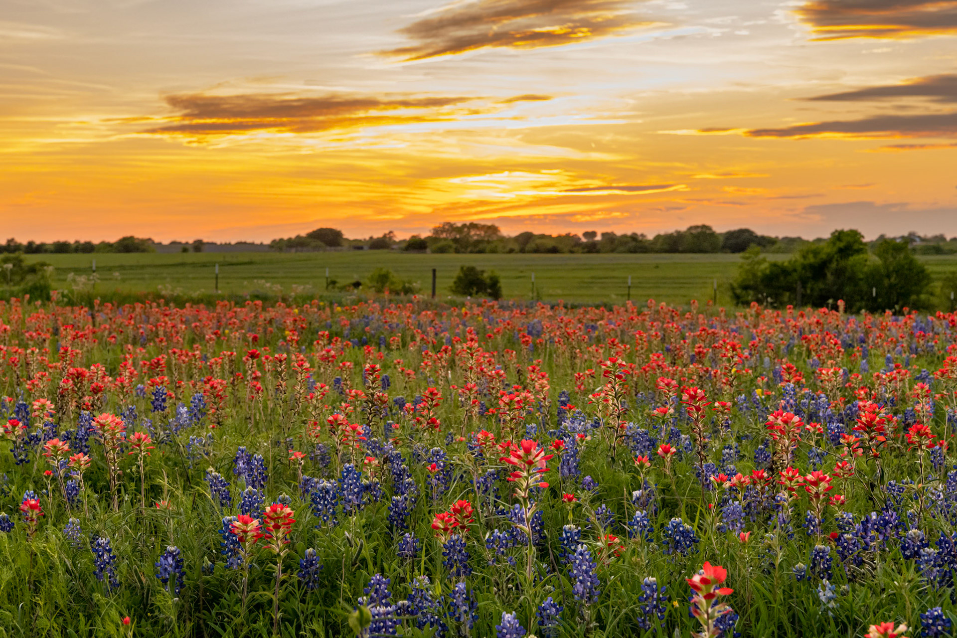 Spring 2020 was a good season for wildflowers in Washington Counry. Earlier in the day, we had spotted this field, and it had several people in it taking the usual family photos. After not being impressed by a few other locations, we came back to it at sunset and had it to ourselves.Date: 1 April 2020Location: Washington County, Texas, United StatesOriginal resolution: 45 MPProcessing: Processed from RAW using Adobe Photoshop Lightroom Classic 9