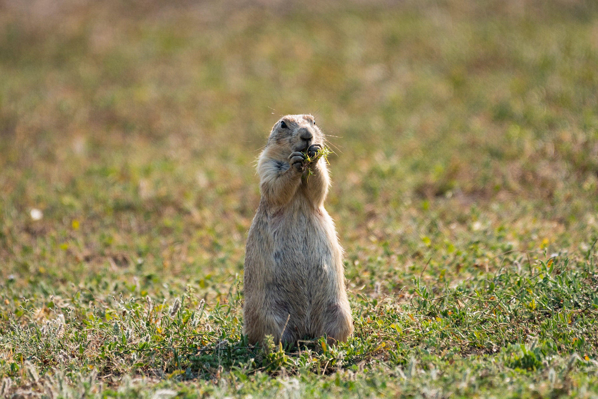 I caught this black-footed prairie dog chomping down on a piece of grass, not far from a herd of bison. I shot the photo from the window of my car since most aninals don't associate humans with cars and tend to ignore the cars.Date: 10 August 2018Location: Theodore Roosevelt National Park, North Dakota, United StatesOriginal resolution: 20 MPProcessing: Processed from RAW using Adobe Photoshop Lightroom Classic CC 7