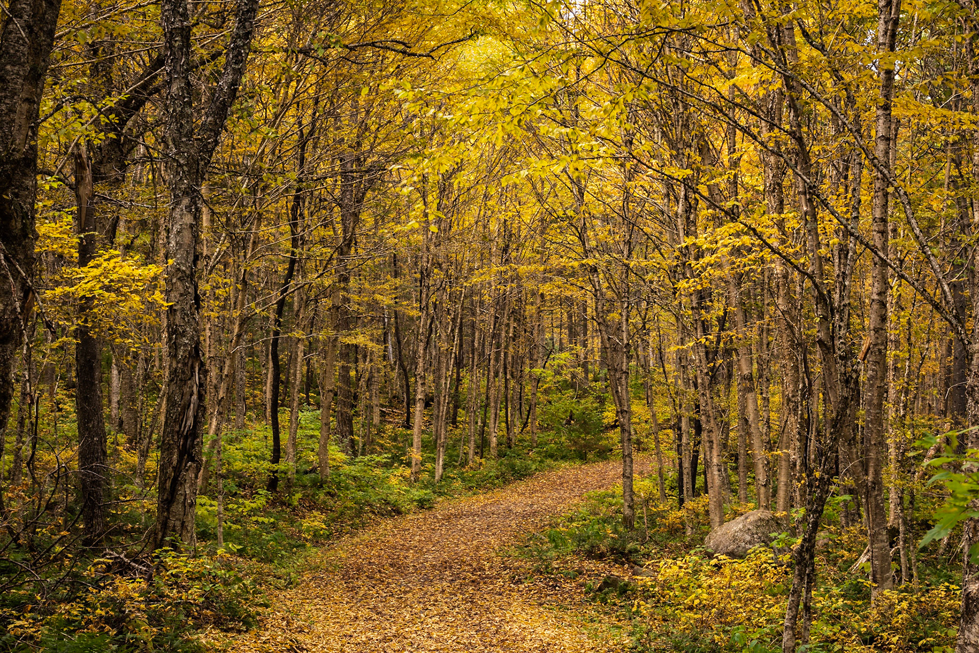 We were walking the Cascades Trail in Parc National de la Jacques-Cartier when we came on this stand of yellow birch in full color. The trail gives depth to the trees.Date: 5 October 2018Location: Parc National de la Jacques-Cartier, Québec, CanadaOriginal resolution: 36 MPProcessing: Processed from RAW using Adobe Photoshop Lightroom Classic CC 7
