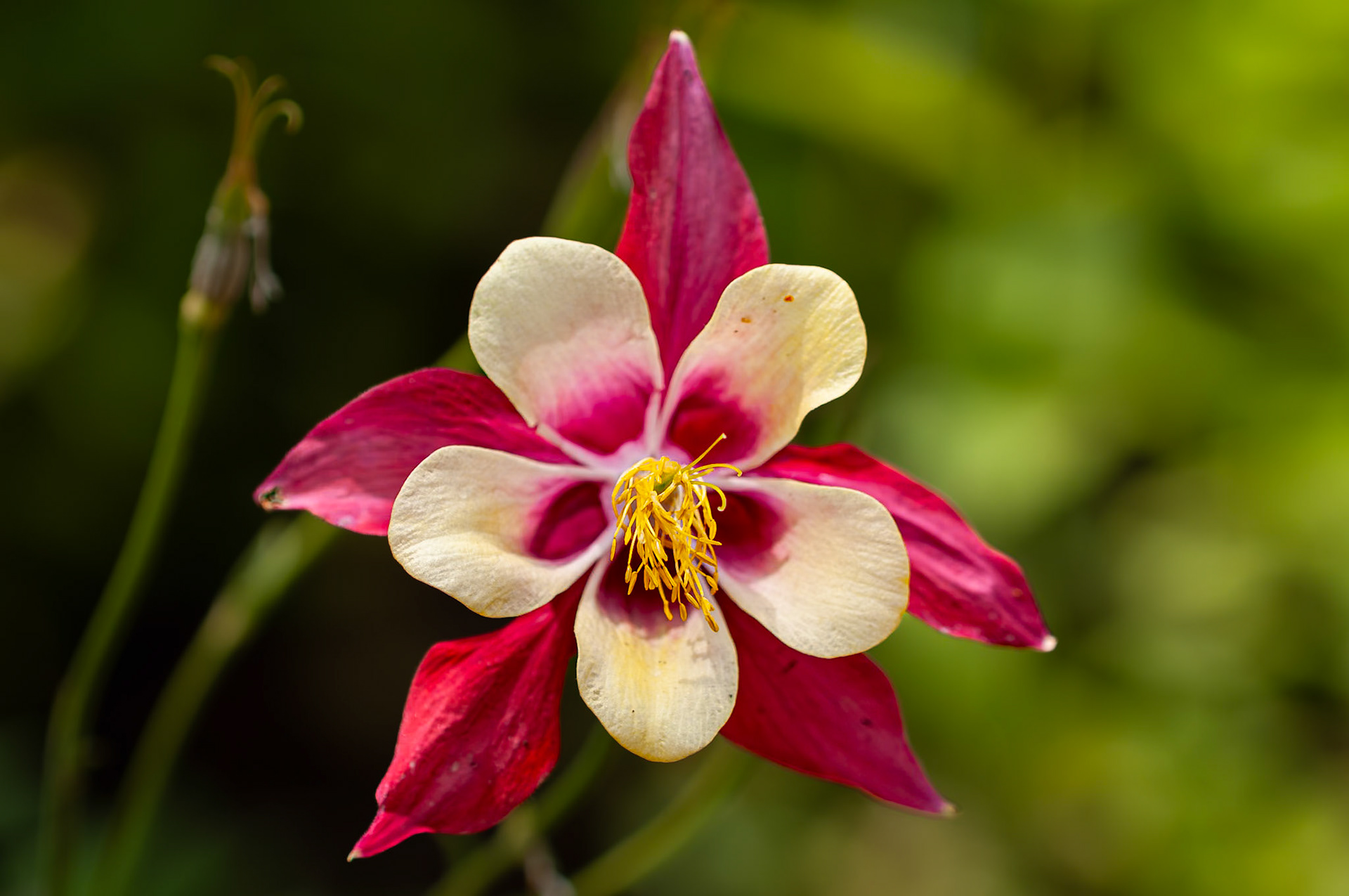 Red Columbine (Aquilegia canadensis) | 22 July 2012 | Vail, Colorado, United States | Nikon D300S | 12 MP | Processed from RAW using Adobe Lightroom 13