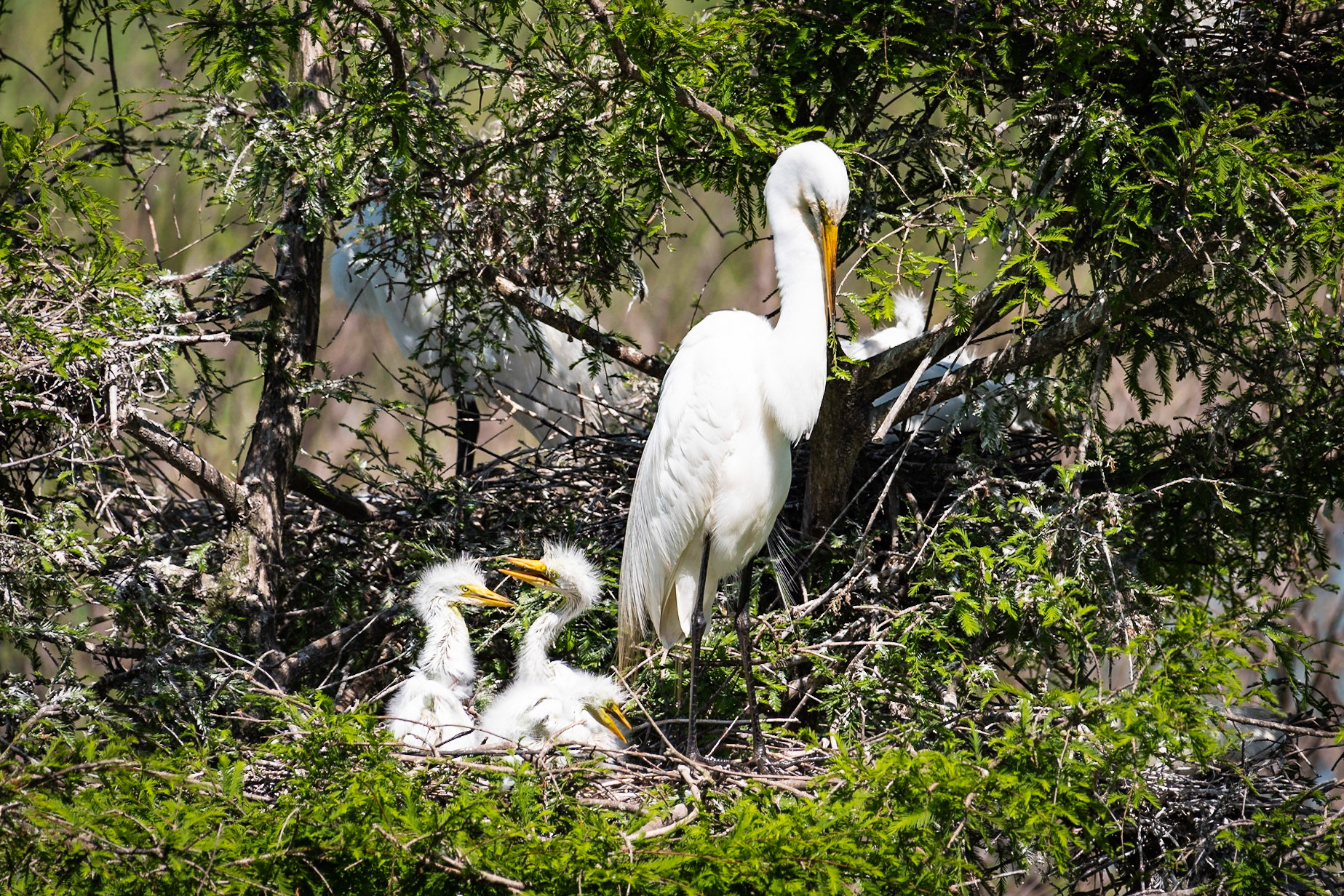 I was at the rookery at the Audubon Society's Smith Oaks Bird Sanctuary during nesting season. Many of the eggs had hatched. This female egret is standing guard after fending off another egret attacking from below.Date: 23 April 2018Location: High Island, Texas, United StatesOriginal resolution: 20 MPProcessing: Processed from RAW using Adobe Photoshop Lightroom Classic CC 7