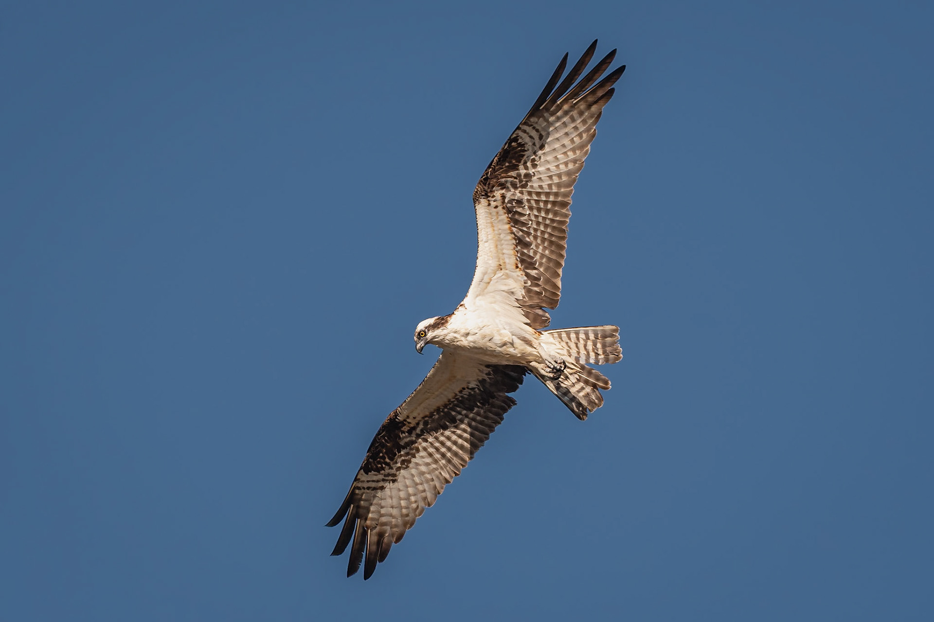 Date: 19 March 2021Location: Sanibel Island, Florida, United StatesOriginal resolution: 20 MPProcessing: Processed from RAW using Adobe Photoshop Lightroom Classic 9