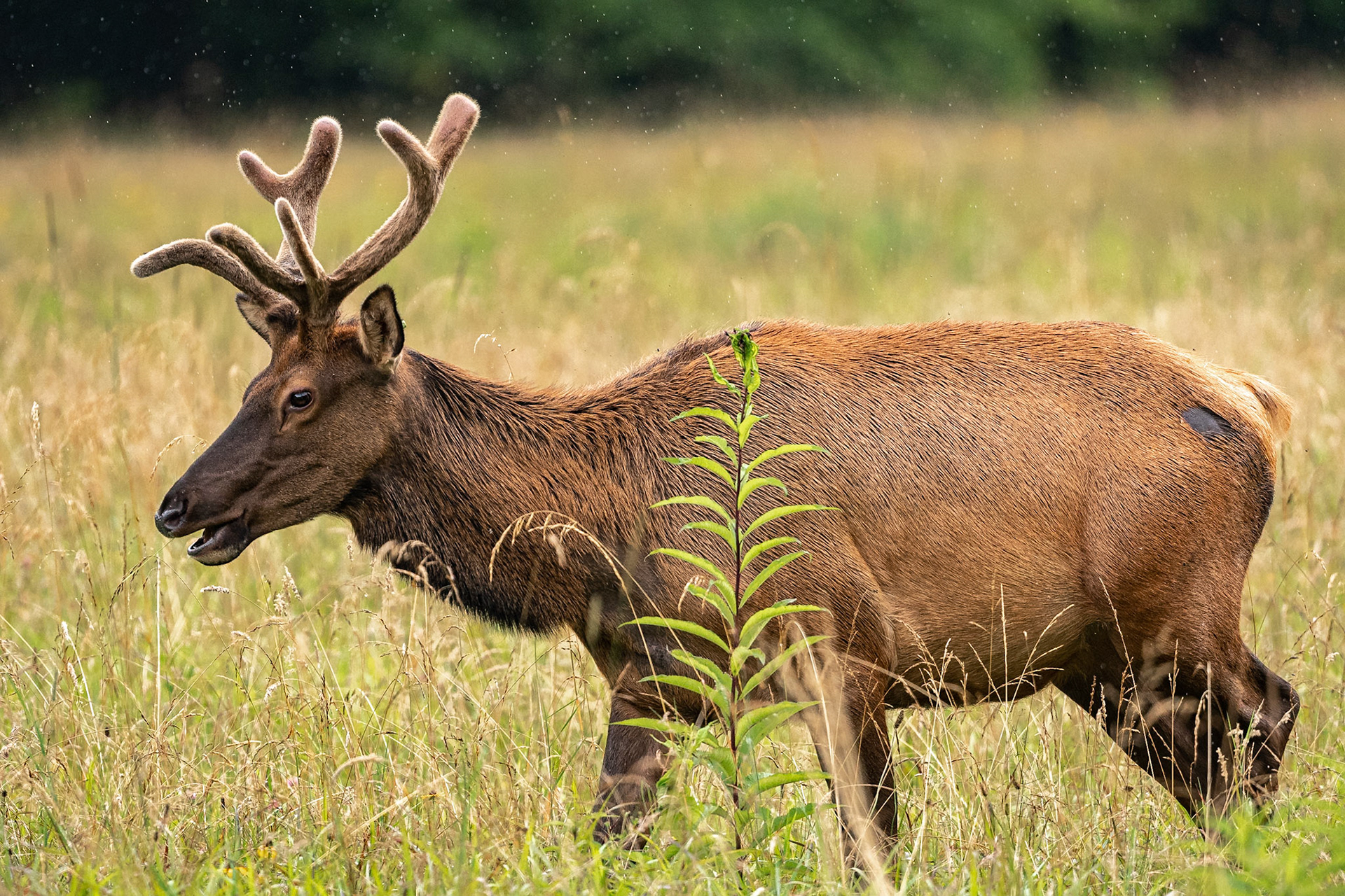 I drove into the Cataloochee Valley section of Great Smoky Mountains National Park on a rainy afternoon hoping to see willdlfe. It didn't take long to find a small herd of Manitoba Elk. This young bull was hanging around the herd, though a bigger bull seemed to be the alpha male of the herd.Elk were once indigenous to the eastern U.S. but were eventually hunted to extinction. The National Park Service transplanted a herd of Manitoba elk to GSMNP to see if they could be reestablished in the park. Date: 19 July 2021Location: Great Smoky Mountains National Park, North Carolina, United StatesOriginal resolution: 20 MPProcessing: Processed from RAW using Adobe Photoshop Lightroom Classic 10