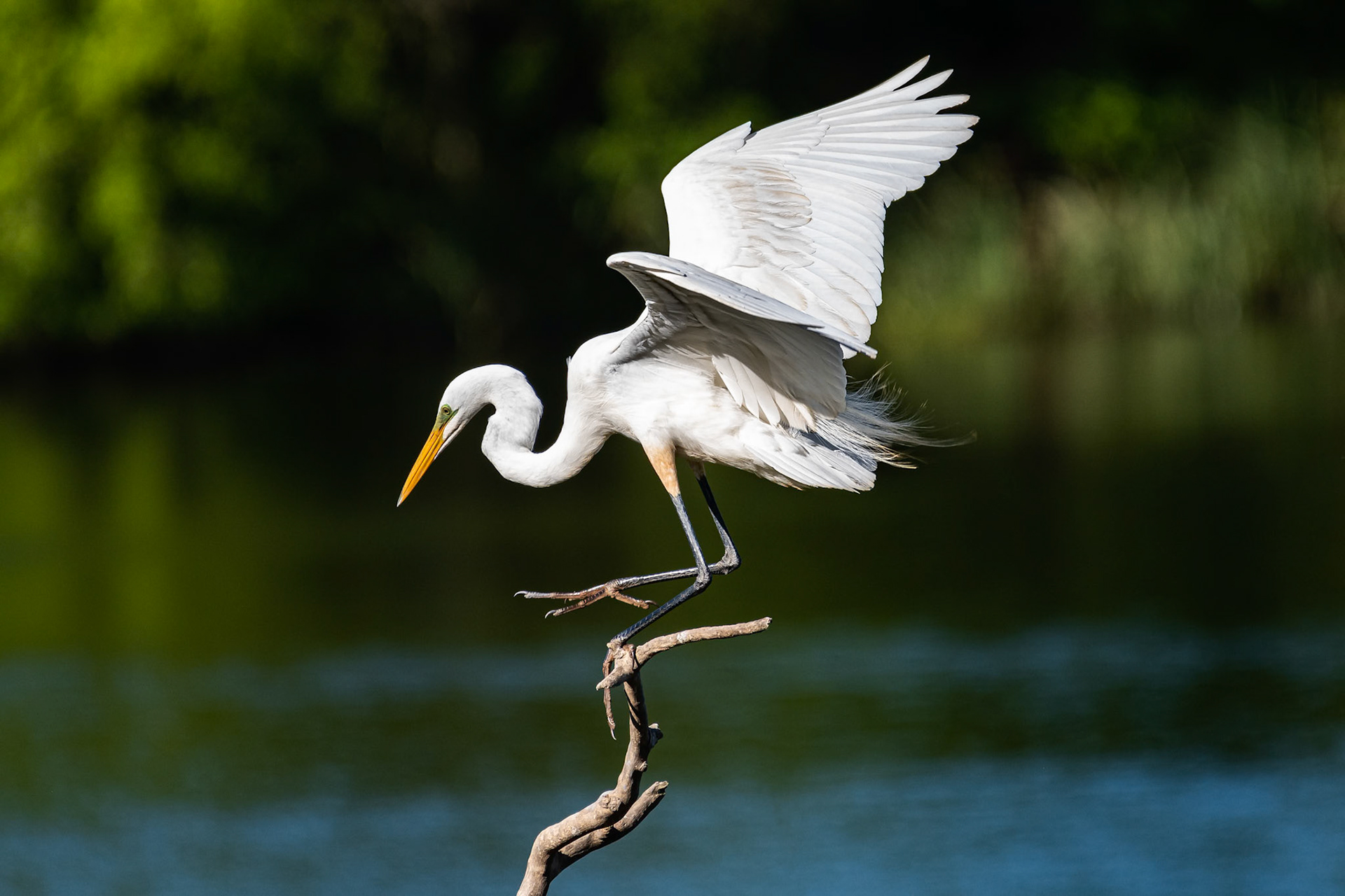 This great egret is making a precision landing on this branch as it fights a strong wind.Date: 19 April 2019Location: High Island, Texas, United StatesOriginal resolution: 20 MPProcessing: Processed from RAW using Adobe Photoshop Lightroom Classic CC 8