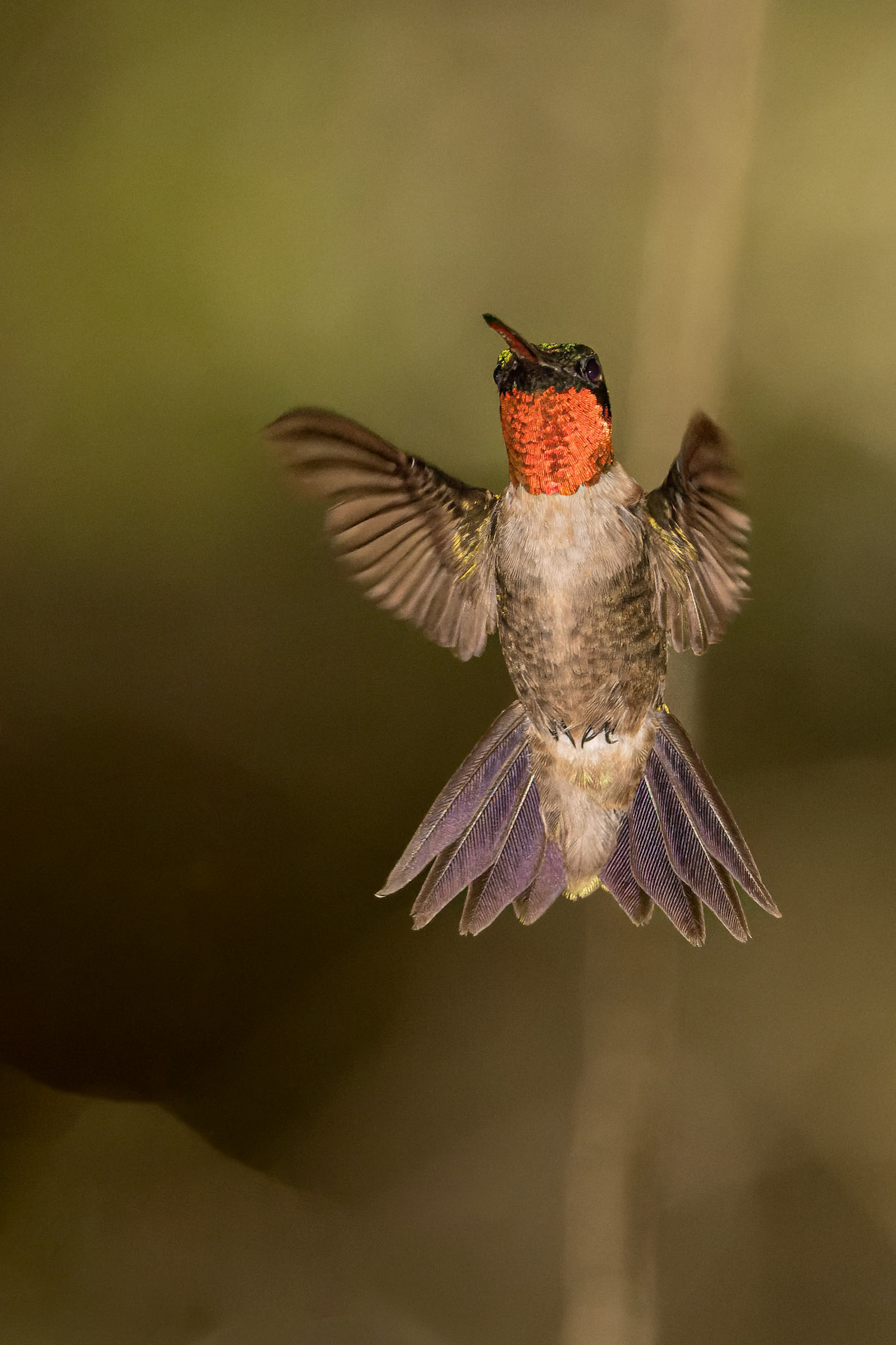 Date: 28 September 2022Location: Tomball, Texas, United StatesOriginal resolution: 45 MPProcessing: Processed from RAW using Adobe Photoshop Lightroom Classic 12