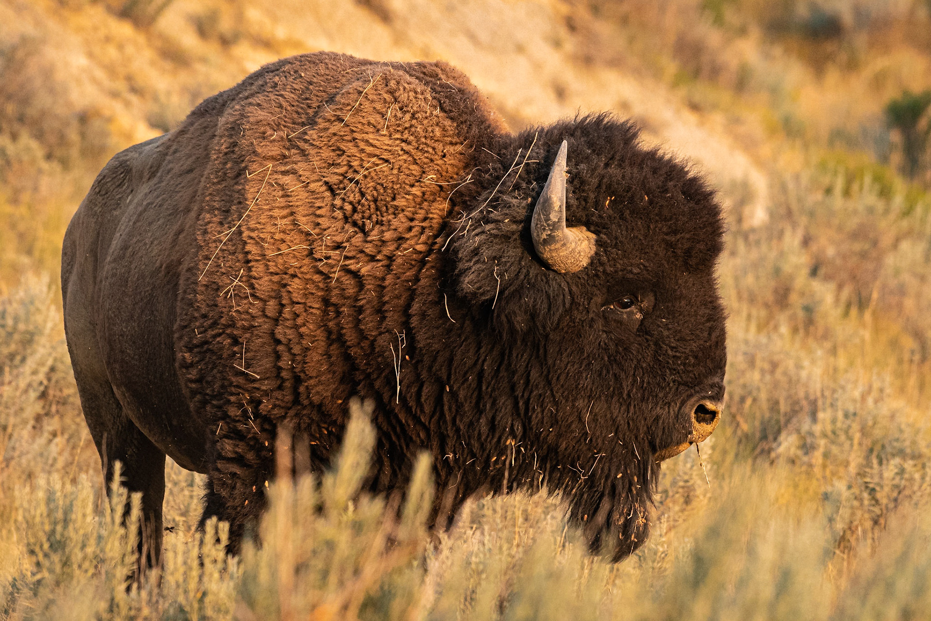 We had seen plenty of bison in Theodore Roosevelt National Park during the day, but it wasn't until the golden hour that I found this bull with great light and an excellent profile.Date: 10 August 2018Location: Theodore Roosevelt National Park, North Dakota, United StatesOriginal resolution: 20 MPProcessing: Processed from RAW using Adobe Photoshop Lightroom 6