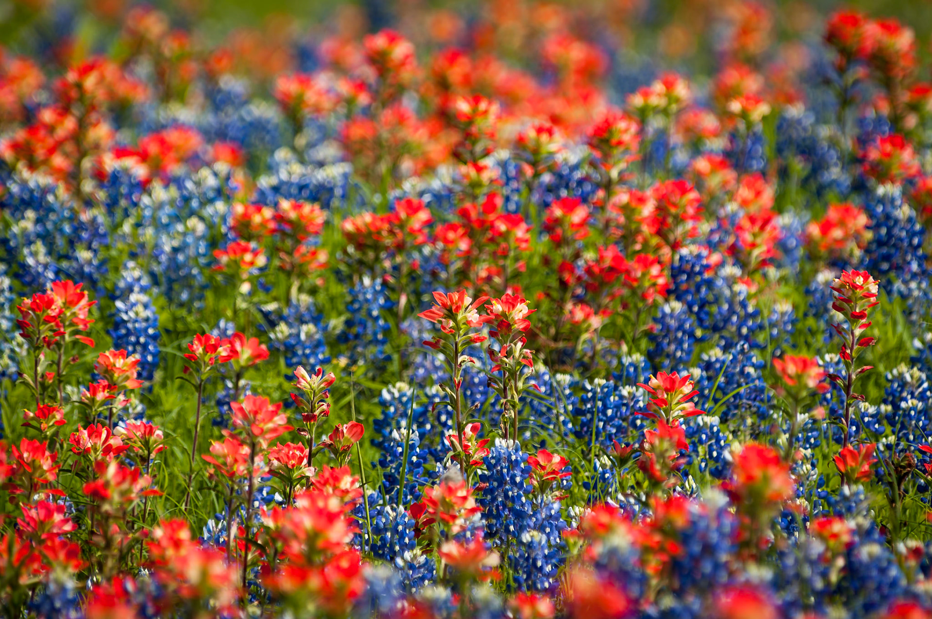 7 April 2008 | Washington County, Texas, United States | Nikon D70 | 400mm f/6.3 1/200s ISO200 | 6 MP | Processing: Processed from RAW using Adobe Photoshop Lightroom 6