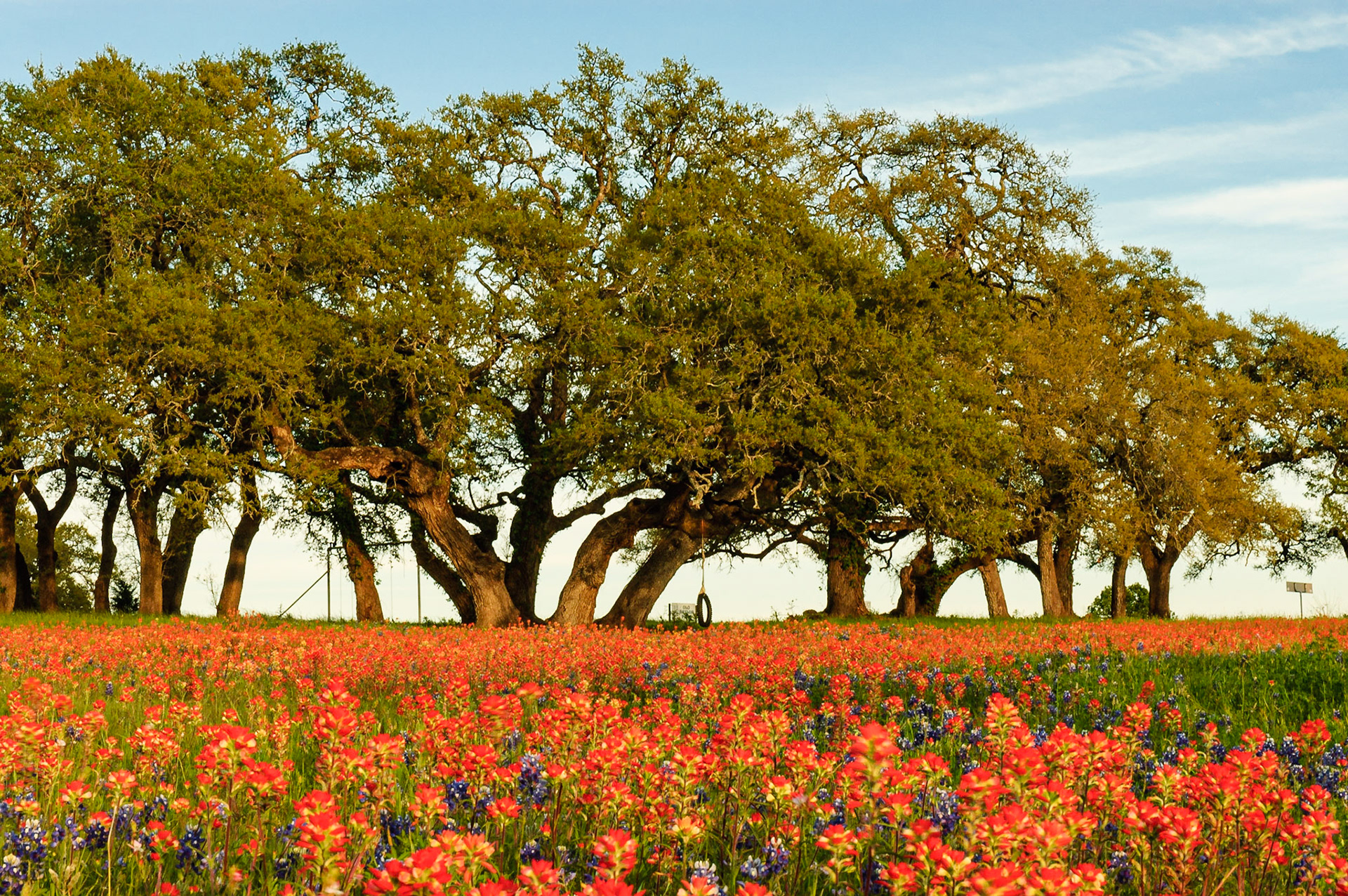 A tire swing sits amid the majestic live oaks of Old Baylor Park, with a field of Texas Paintbrush (Castellija indivisa) and Texas Bluebonnet (Lupinus texensis) in the foreground.Date: 3 April 2005Location: Independence, Texas, United StatesOriginal resolution: 6 MPProcessing: Processed from RAW using Adobe Photoshop Lightroom Classic 9