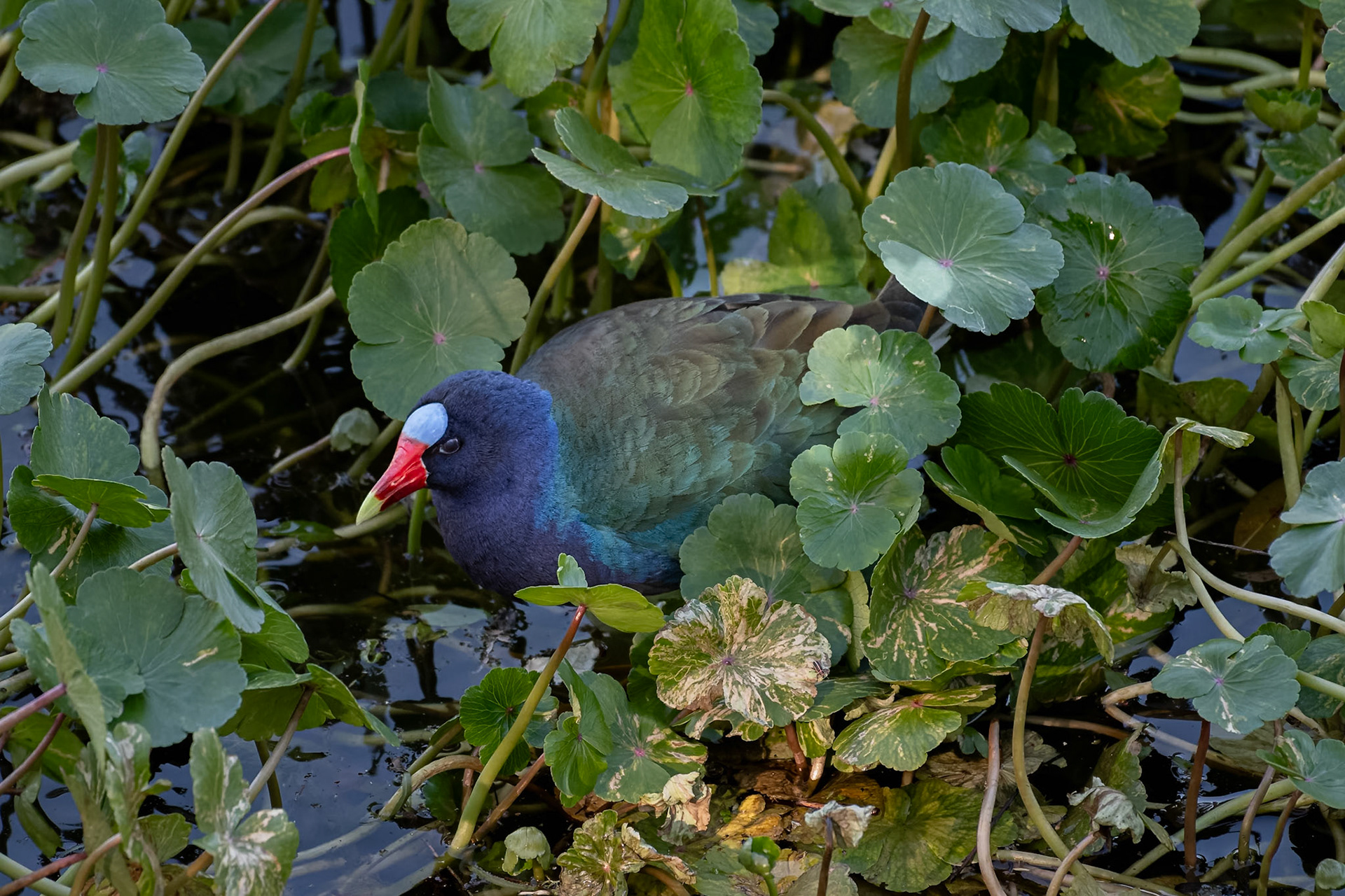 I was photographing egrets and spoonbills at the Audubon rookery on High Island when my wife looked down below the blind and saw this purple gallinule at the edge of the pond. Purple gallinules are a type of swamphen. They spend much of the year in Central and South America, but they breedr along the Gulf Coast of the U.S. and Mexico.Date: 19 April 2019Location: High Island, Texas, United StatesOriginal resolution: 20 MPProcessing: Processed from RAW using Adobe Photoshop Lightroom Classic 10