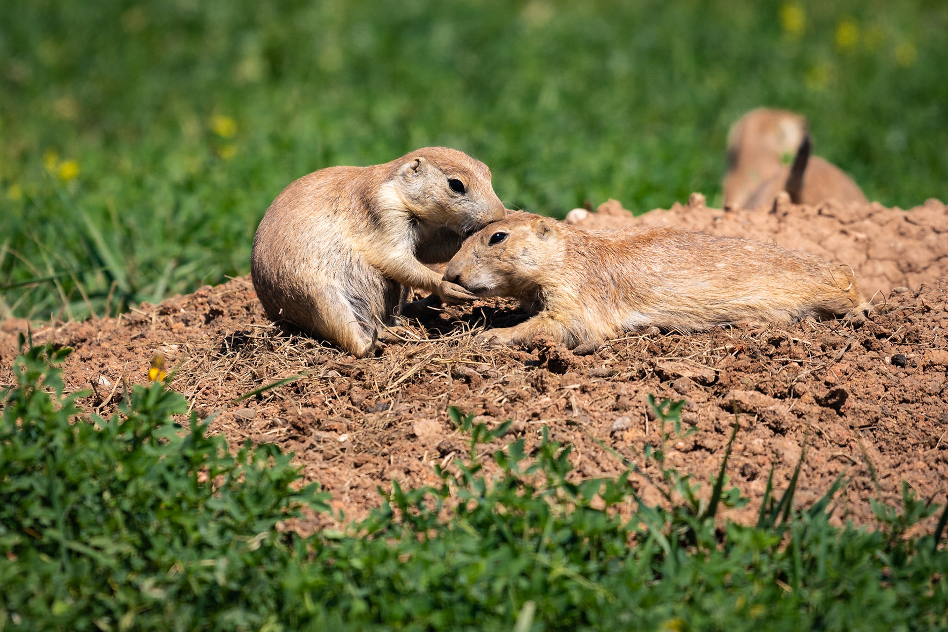 Let's face it. Humans love to project emotions on certain animals. I don't know if the left-hand prairie dog is grooming or feeding the right-hand prairie dog, but it sure looks like love to me.Date: 7 August 2018Location: Custer State Park, South Dakota, United StatesOriginal resolution: 20 MPProcessing: Processed from RAW using Adobe Photoshop Lightroom 6