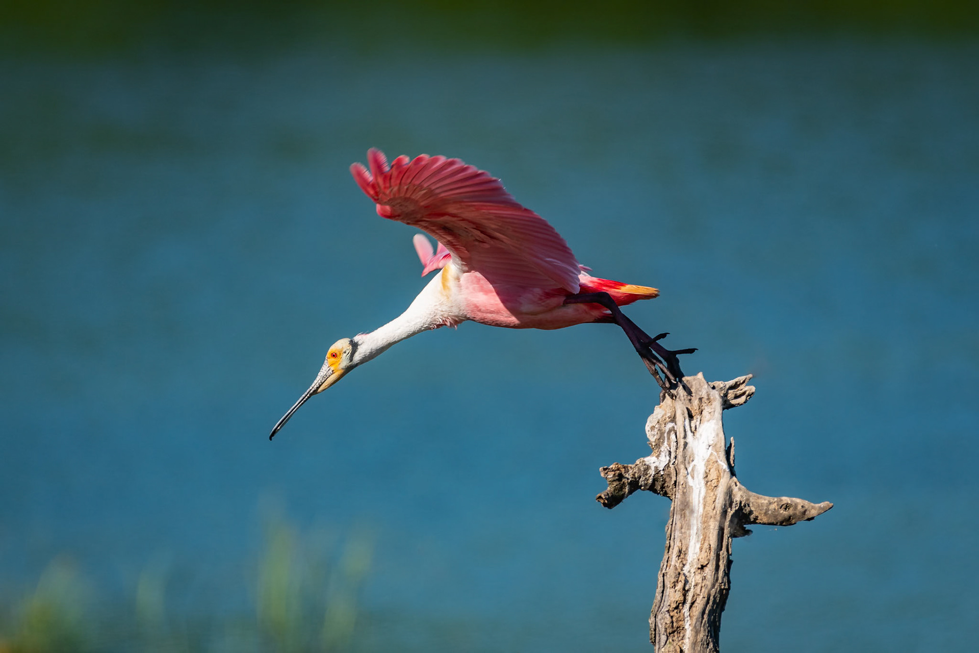 I was watching this roseat spoonbill carefully to try and catch it as it launched itself into flight from the dead branch. As you can see, the bird launches itself out and down to pick up the speed it needs to fly.Date: 23 April 2018Location: High Island, Texas, United StatesOriginal resolution: 20 MPProcessing: Processed from RAW using Adobe Photoshop Lightroom Classic CC 7