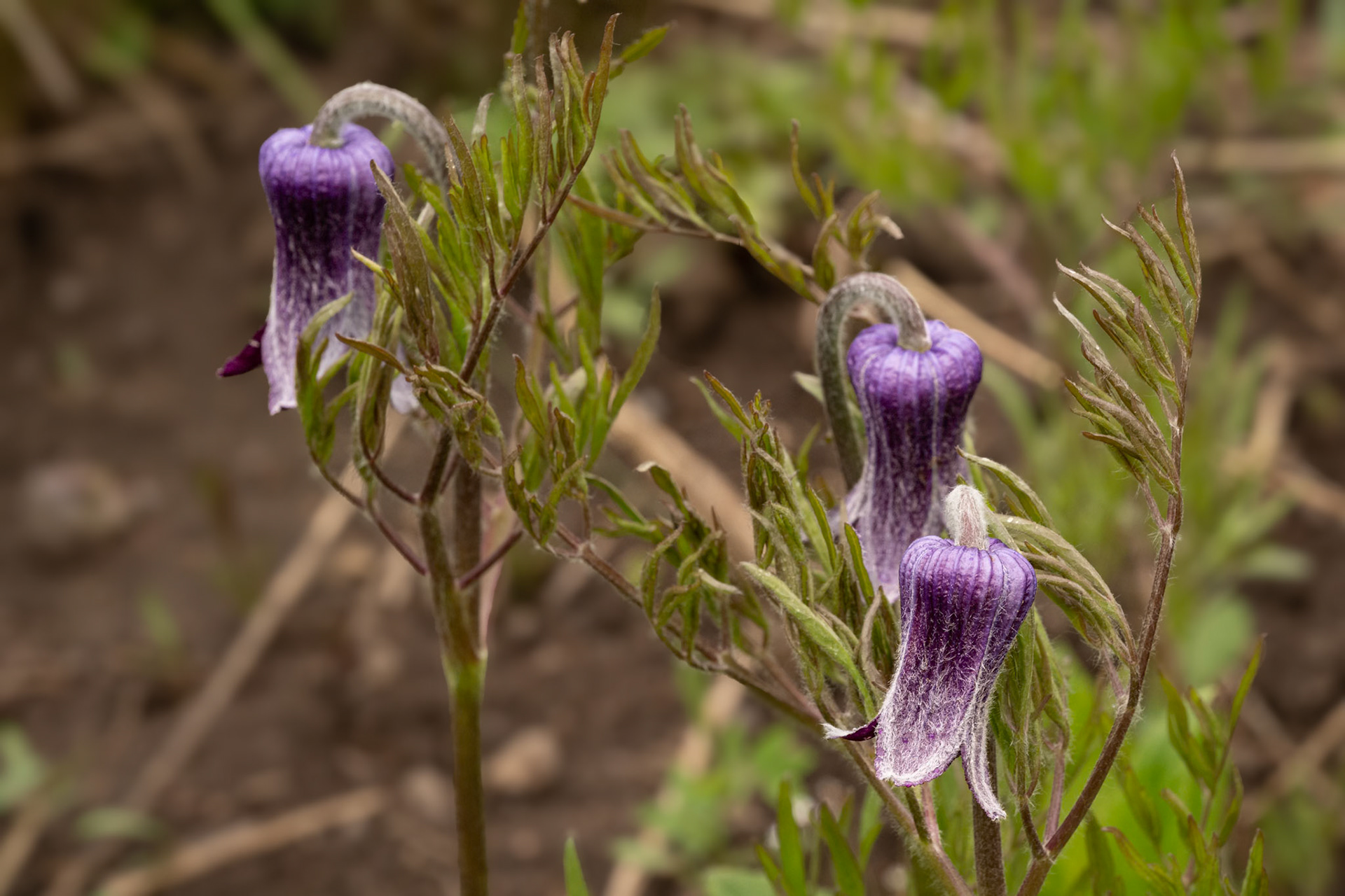 Sugarbowl (Clematis hirsutissima) | 13 June 2023 | Summit County, Colorado, United States | Nikon Z8 | 45 MP | Processed from RAW using Adobe Lightroom 13