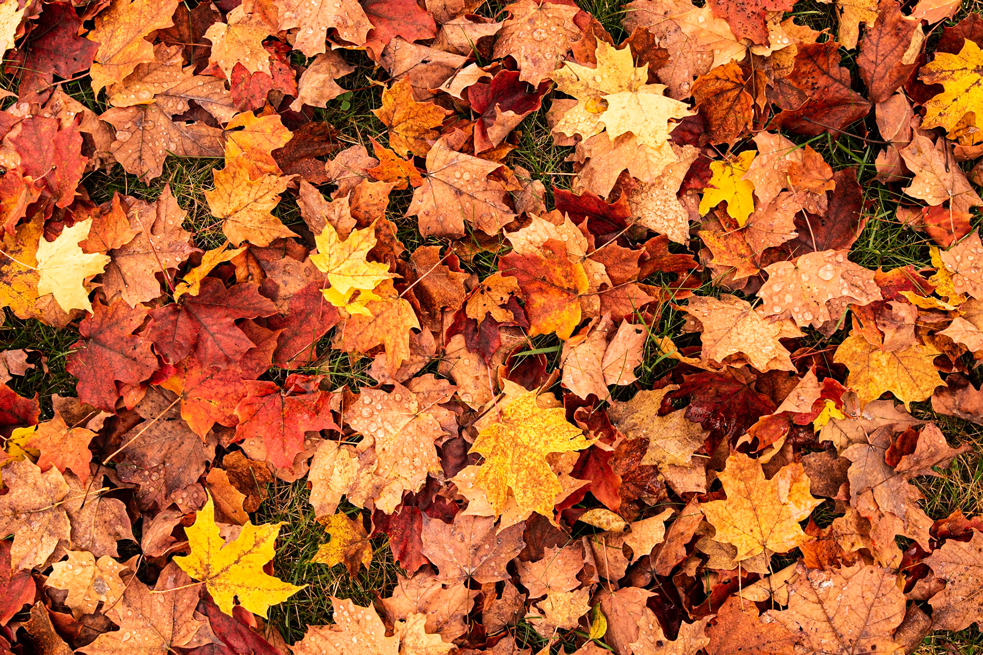 Date: 14 October 2015Location: Reed City, Michigan, United StatesOriginal resolution: 36 MPProcessing: Processed from RAW using Adobe Photoshop Lightroom Classic 10