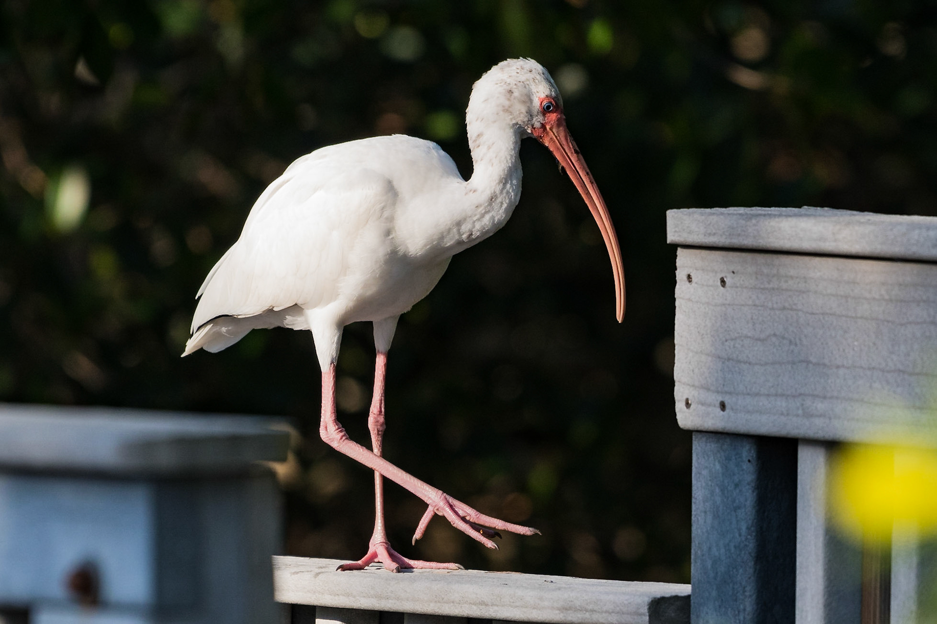 Date: 12 March 2018Location: Sanibel, Florida, United StatesOriginal resolution: 20 MPProcessing: Processed from RAW using Adobe Photoshop Lightroom 6