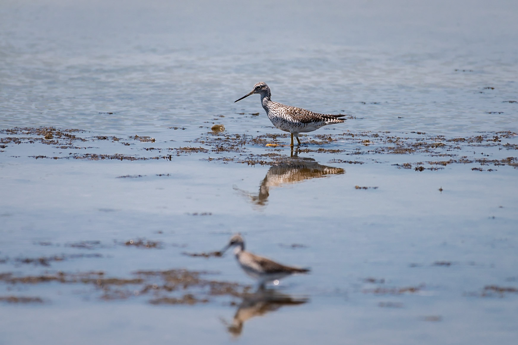 Greater Yellowlegs | 23 April 2018 | Bolivar Peninsula, Galveston County, Texas, United States | Nikon D810 | 36 MPProcessing: Processed from RAW using Adobe Photoshop Lightroom 6