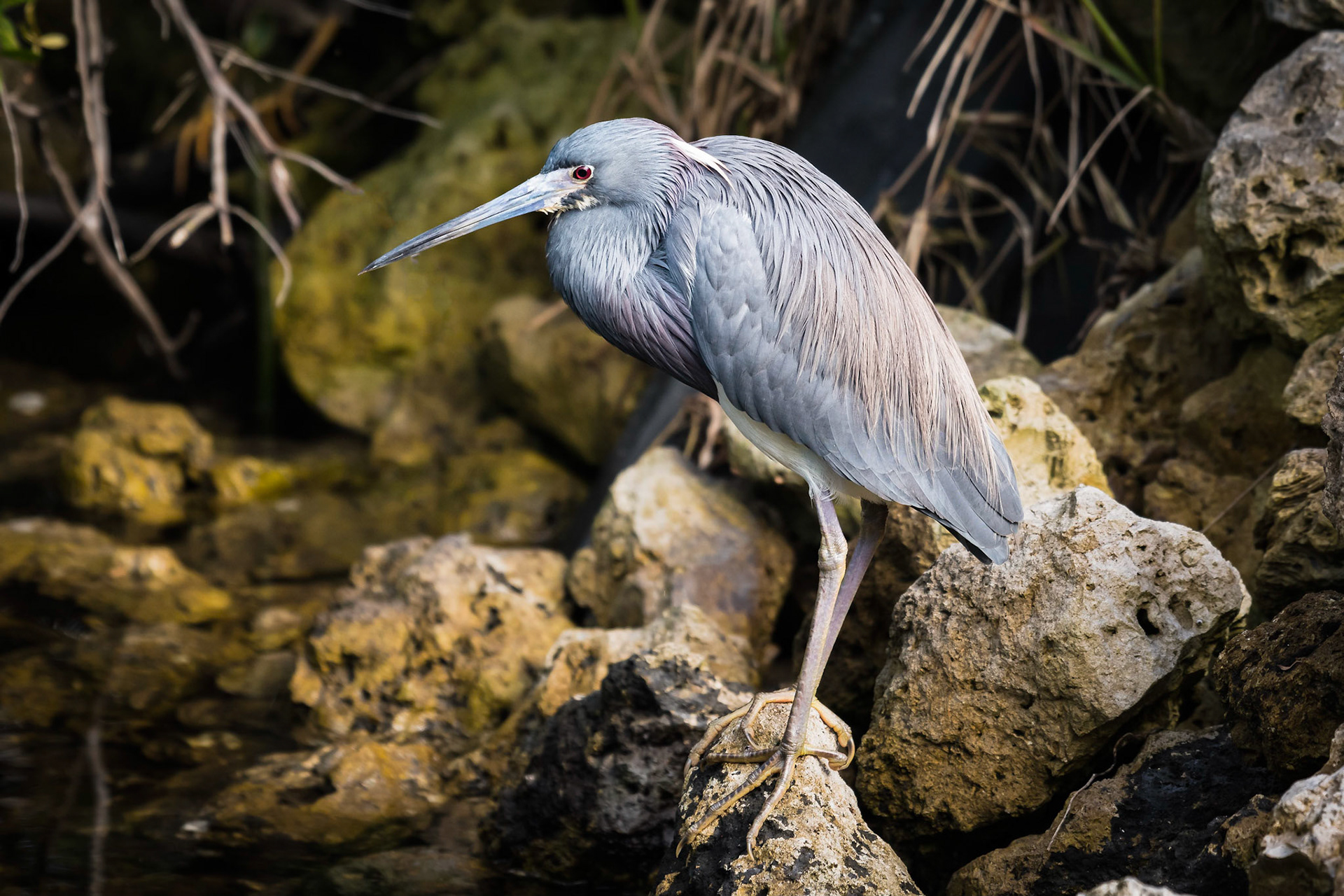 Date: 12 March 2018Location: Sanibel, Florida, United StatesOriginal resolution: 20 MPProcessing: Processed from RAW using Adobe Photoshop Lightroom Classic CC 7