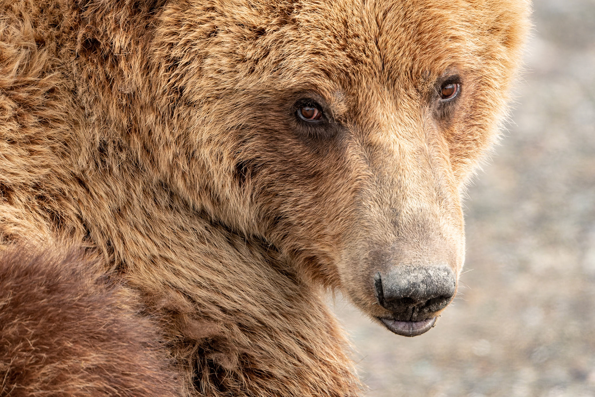 We were on the beach at Chinitna Bay with a local bear tour when the driver spotted this brown bear napping as her cubs played nearby. He approached her in our high-wheeled minibus and got close enough to allow me to get this close-up of the awakened bear from the safety of the bus window.Date: 27 June 2022Location: Lake Clark National Park, Alaska, United StatesOriginal resolution: 20 MPProcessing: Processed from RAW using DXO Photolab 5 and Adobe Photoshop Lightroom Classic 12