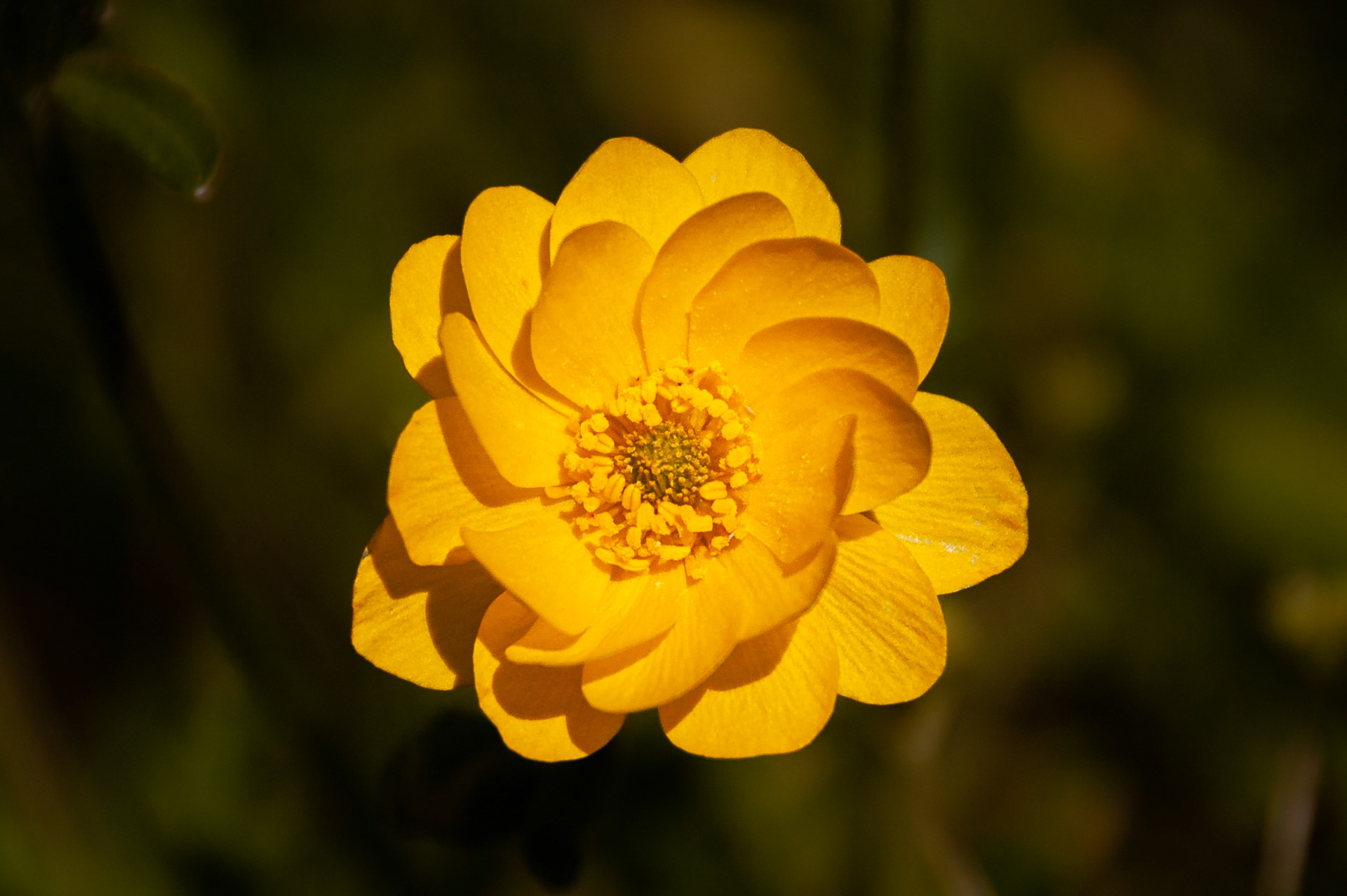 Date: 15 April 2007Location: Washington County, Texas, United StatesOriginal resolution: 6 MPProcessing: Processed from RAW using Adobe Photoshop Lightroom Classic CC 7