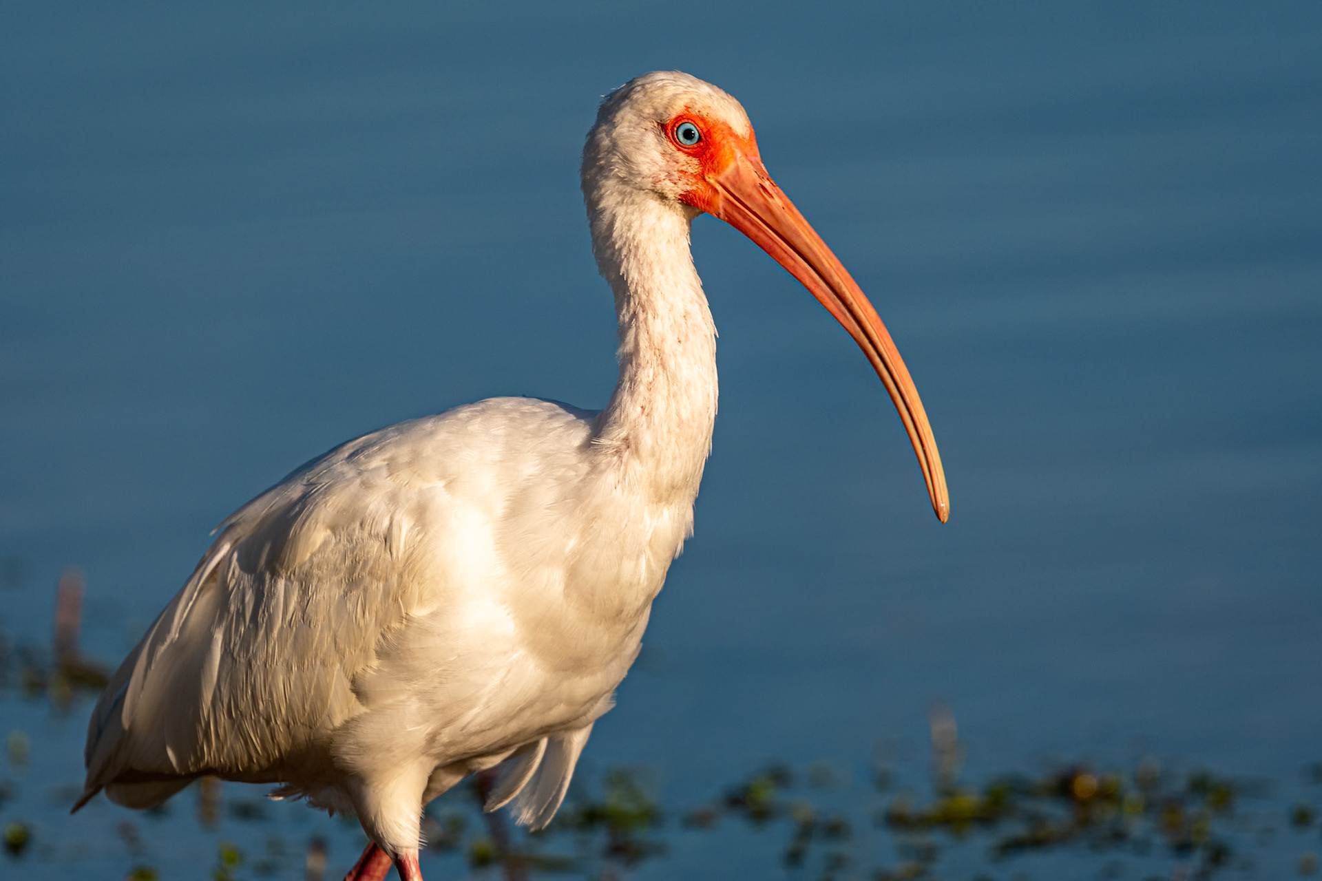 This American White Ibis was wading pretty close to me in the Bailey Tract at Darling NWR, so I decided to take a close-up. The late afternoon light really brought out his features.Date: 14 April 2021Location: Sanibel Island, Florida, United StatesOriginal resolution: 20 MPProcessing: Processed from RAW using Adobe Photoshop Lightroom Classic 9