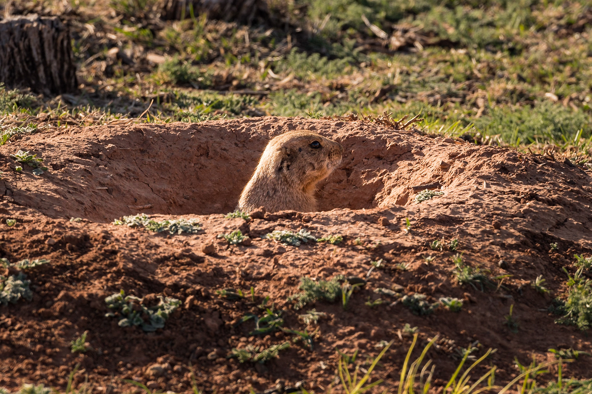 Date: 16 March 2016Location: Caprock Canyons State Park, Texas, United StatesOriginal resolution: 20 MPProcessing: Processed from RAW using Adobe Photoshop Lightroom 6