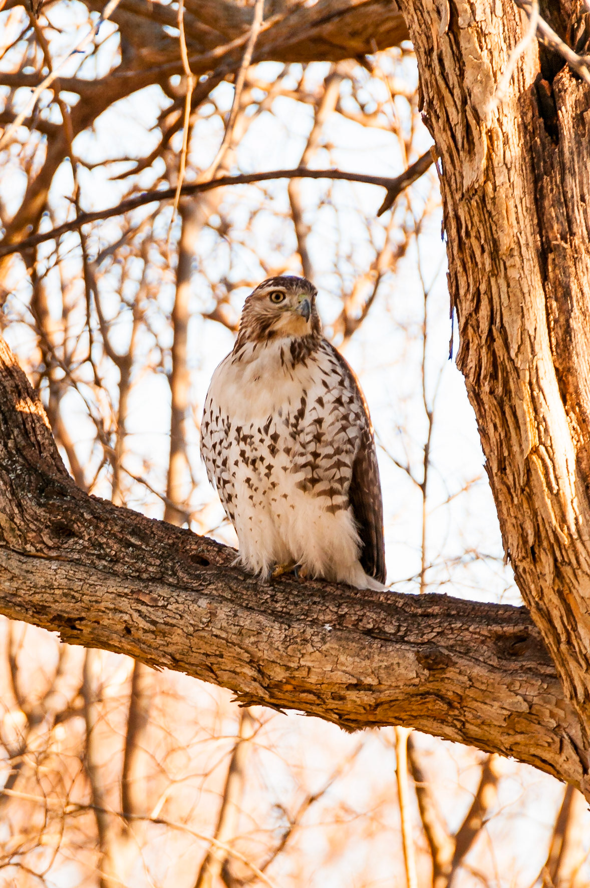 Date: 31 December 2013Location: Dlass, Texas, United StatesOriginal resolution: 12 MPProcessing: Processed from RAW using Adobe Photoshop Lightroom 6