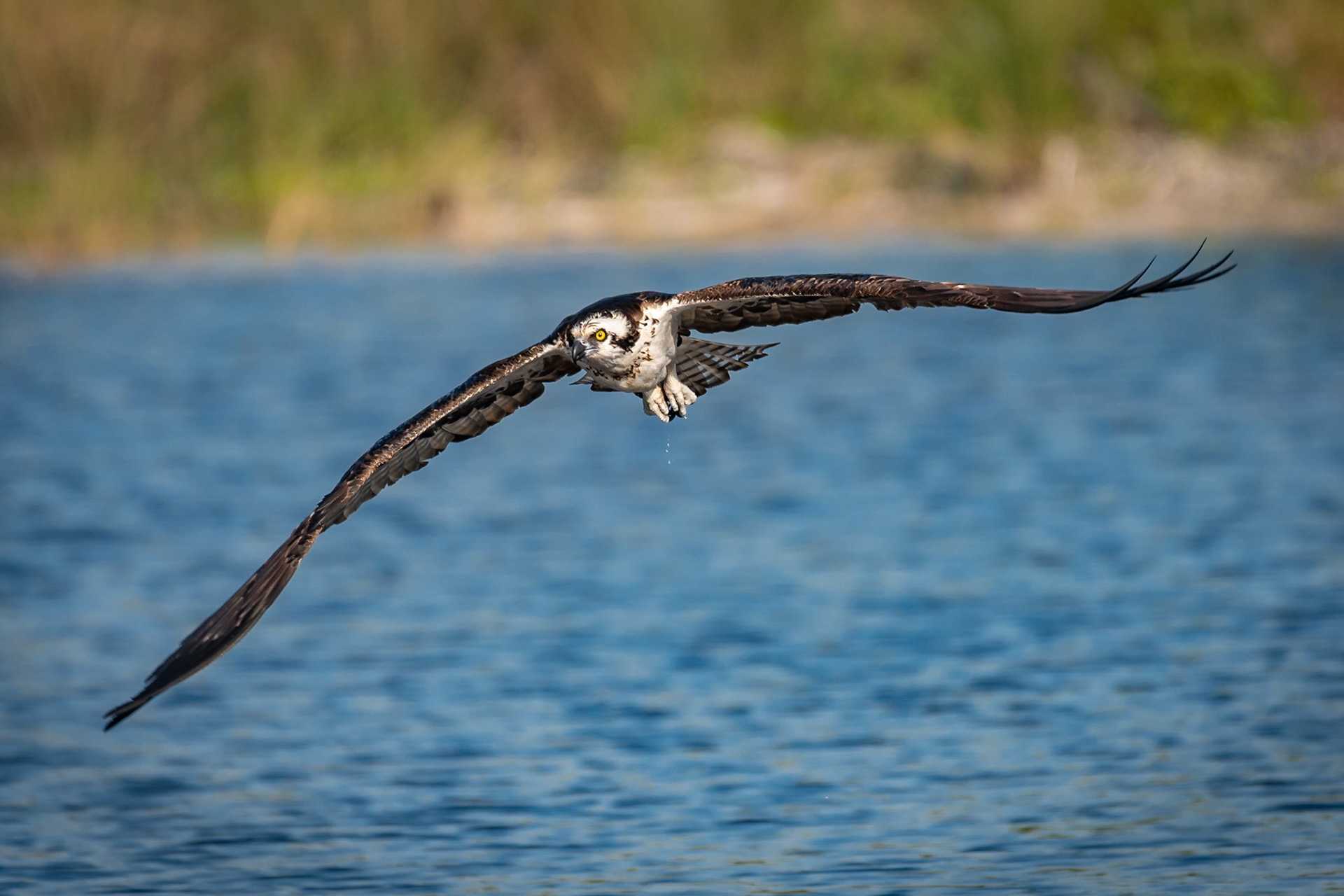 We were hiking at the Bailey Tract in Ding Darling National Wildlife Refuge when I spotted an osprey in the distance, sitting in the marsh grass at the edge of a pond. It would splash in the water, then take flight, and then return to the water. I caught this photo of it in flight.Date: 12 March 2019Location: Sanibel, Florida, United StatesOriginal resolution: 20 MPProcessing: Processed from RAW using Adobe Photoshop Lightroom Classic CC 8