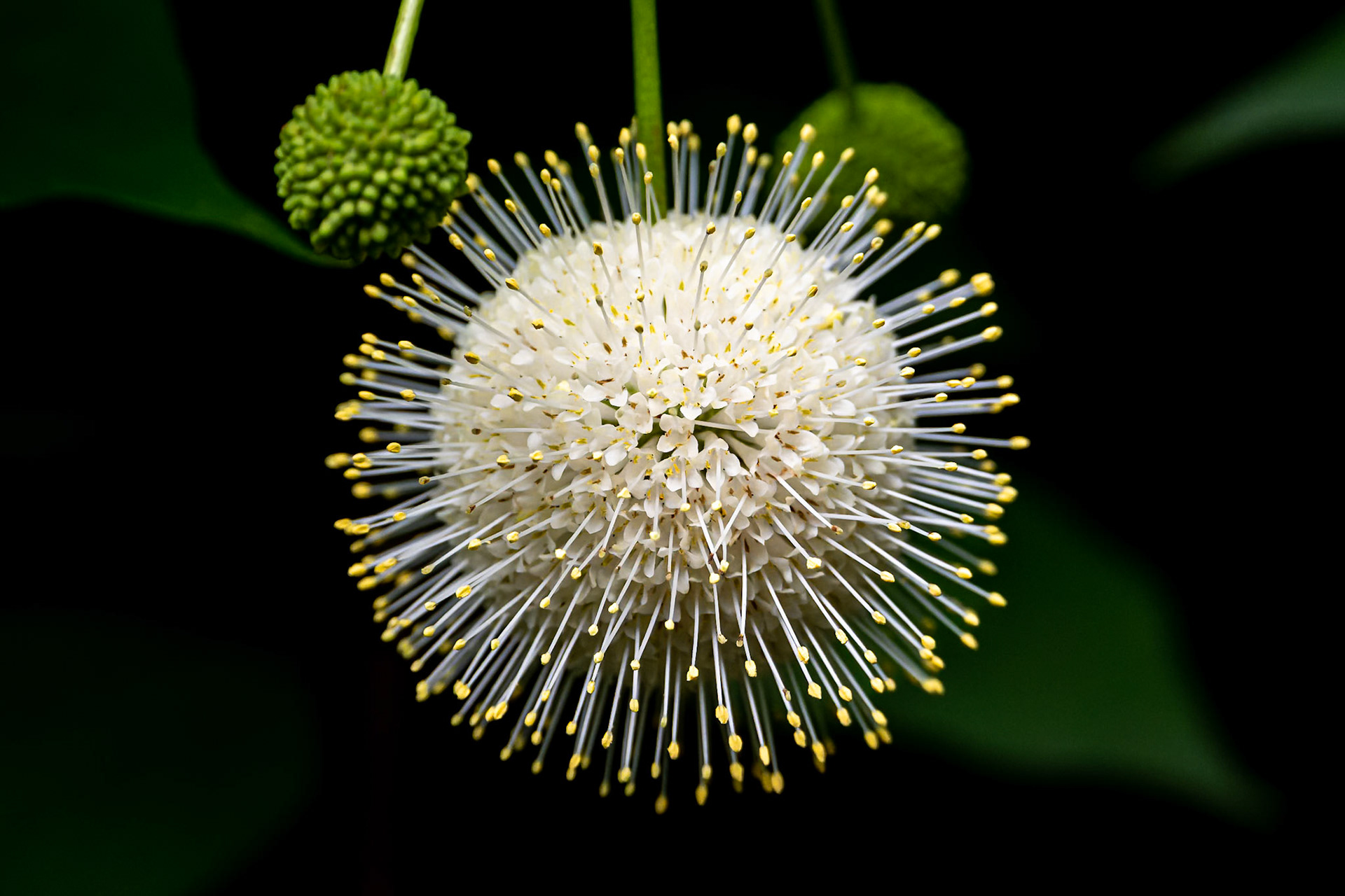 Date: 31 May 2021Location: Houston, Texas, United StatesOriginal resolution: 20 MPProcessing: Processed from RAW using Adobe Photoshop Lightroom Classic 11