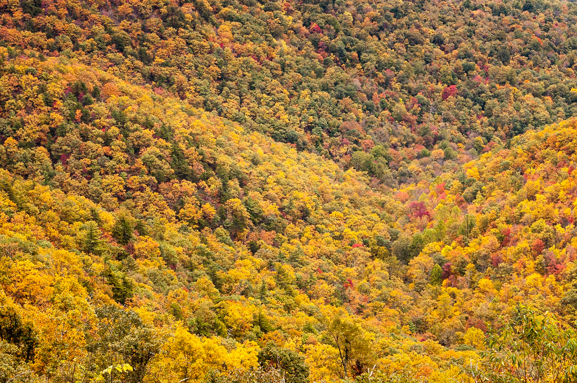 Ivy Creek Overlook sits at milepost 77.5 on Skyline Drive in Shenandoah National Park.Date: 12 October 2009Location: Monroe, Virginia, United StatesOriginal resolution: 6 MPProcessing: Processed from RAW using Adobe Photoshop Lightroom CC 2015