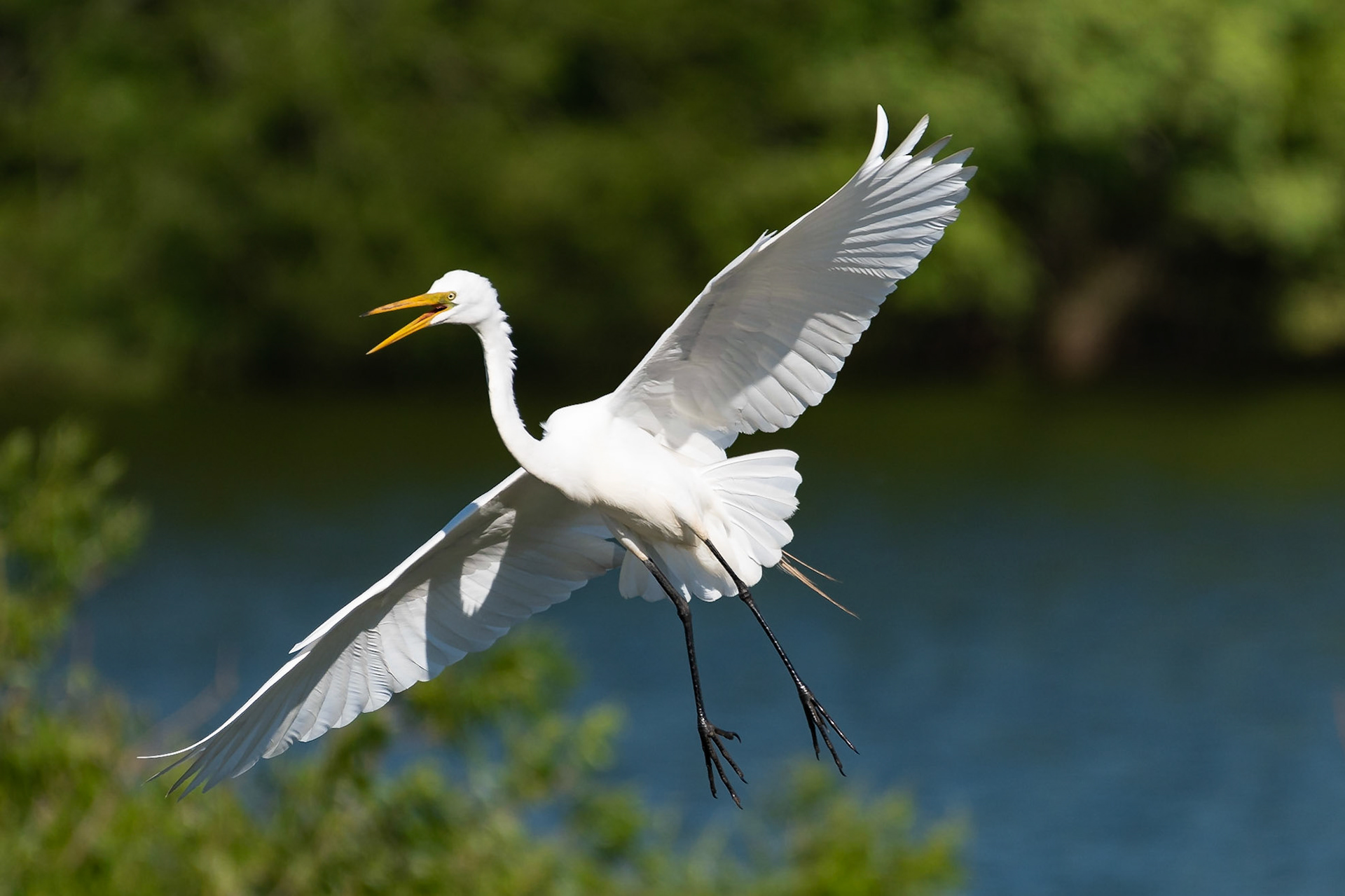 I took this shot of a great egret as it swept in for a landing at the rookery at the Audubon Society's Smith Oaks Bird Sanctuary.Date: 23 April 2018Location: High Island, Texas, United StatesOriginal resolution: 20 MPProcessing: Processed from RAW using Adobe Photoshop Lightroom 6