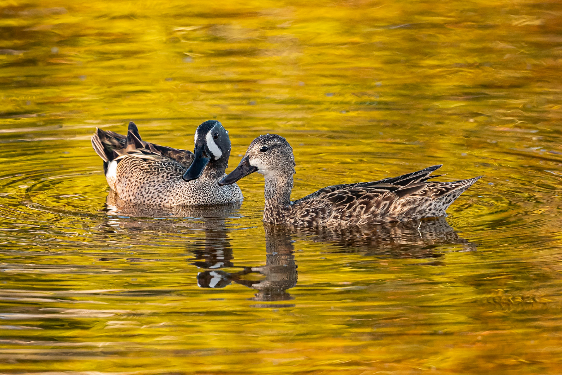 Date: 19 March 2021Location: Sanibel Island, Florida, United StatesOriginal resolution: 20 MPProcessing: Processed from RAW using Adobe Photoshop Lightroom Classic 10