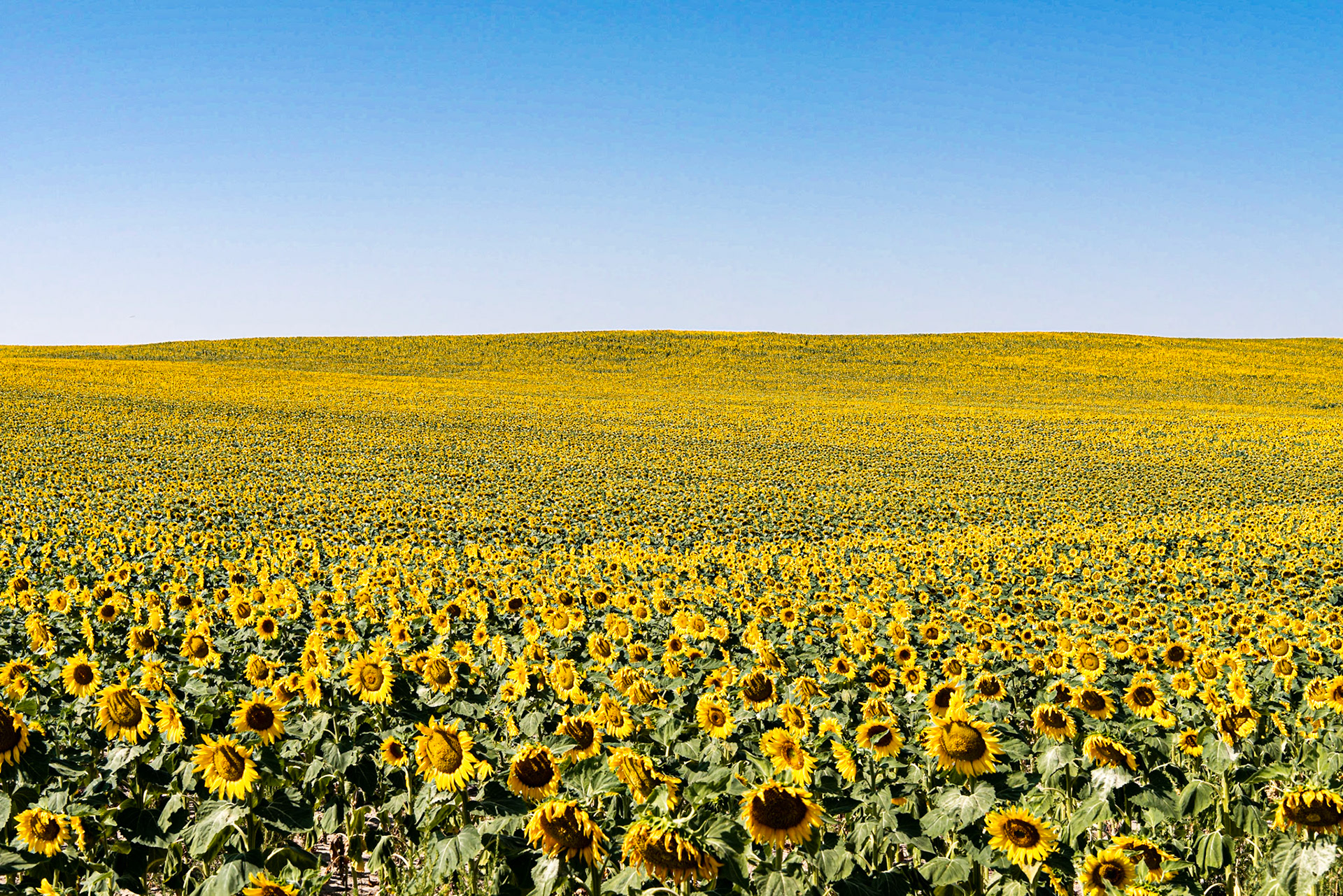 Date: 11 August 2018Location: Slope County, North Dakota, United StatesOriginal resolution: 36 MPProcessing: Processed from RAW using Adobe Photoshop Lightroom 6