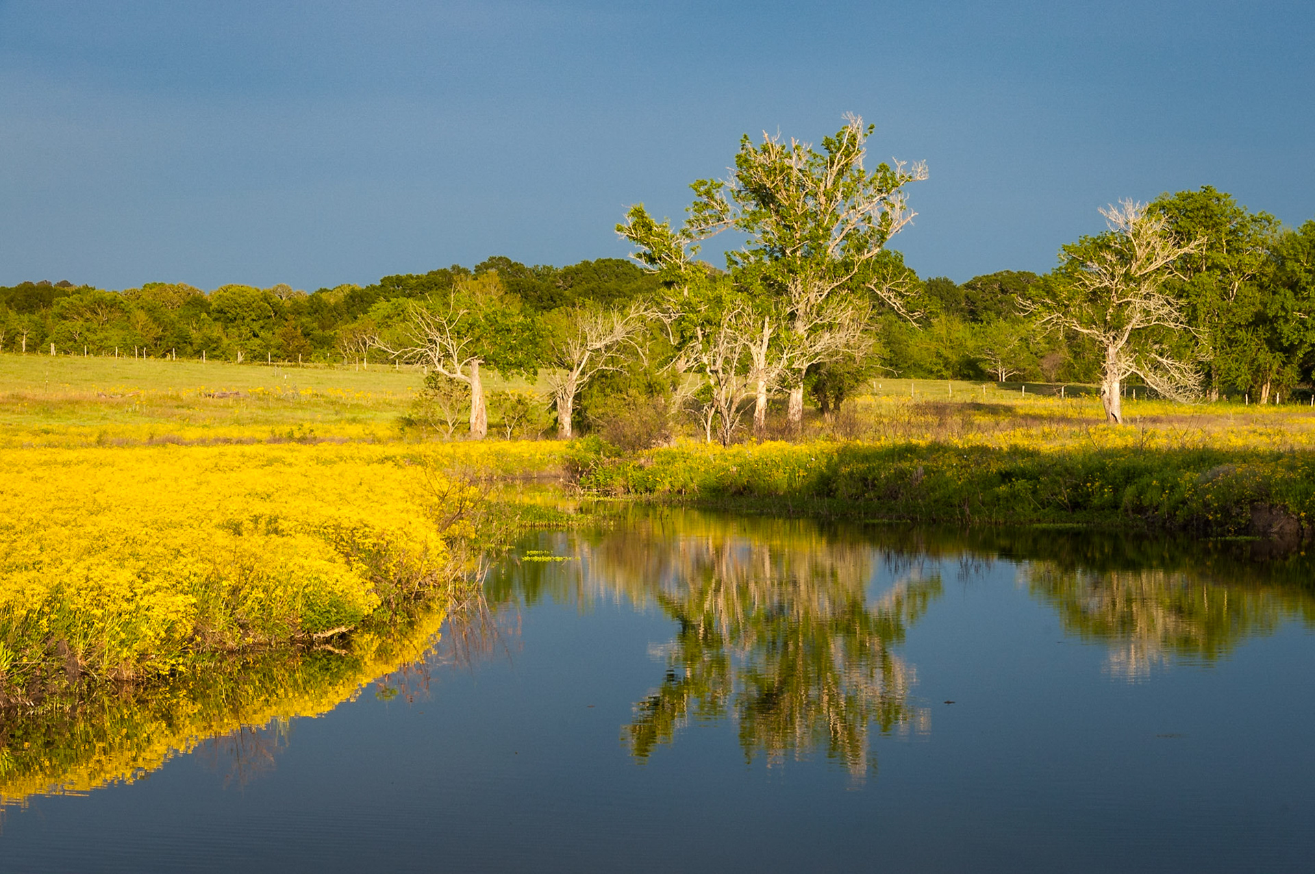 Butterweed (Packera glabella) lines a tributary of New Year Creek, as viewed looking southeast from the bridge on Old Independence Road (Washington County Road 60).Date: 9 April 2010Location: Brenham, Texas, United StatesOriginal resolution: 6 MPProcessing: Processed from RAW using Adobe Photoshop Lightroom 6