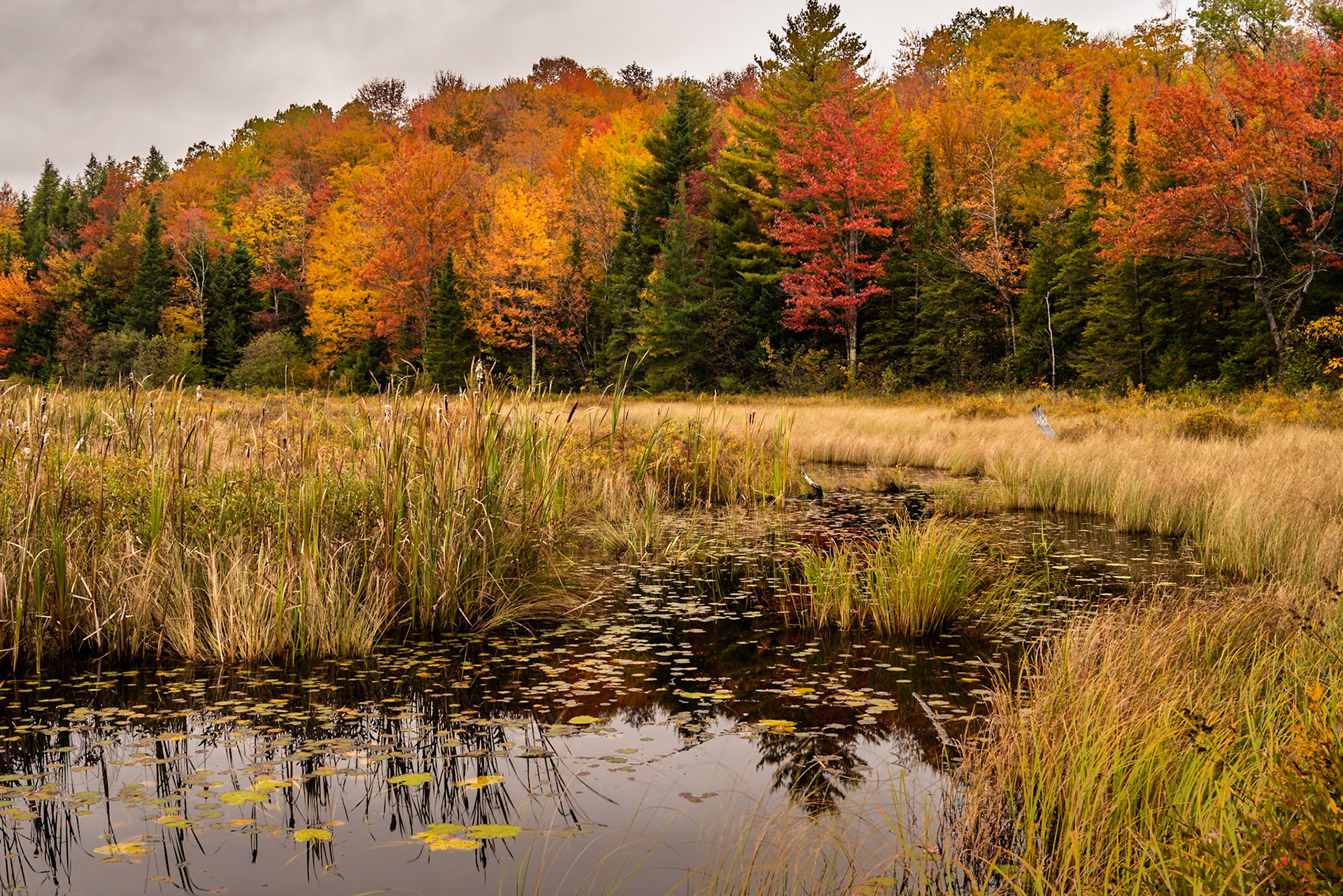 Étang Fer-de-Lance  (Spearhead Pond) is a small pond in Parc National du Mont-Orford. I think the still water of the pond and texture of the grass and cattails provide a good foreground to the trees.Date: 8 October 2018Location: Parc National du Mont-Orford, Québec, CanadaOriginal resolution: 36 MPProcessing: Processed from RAW using Adobe Photoshop Lightroom 6