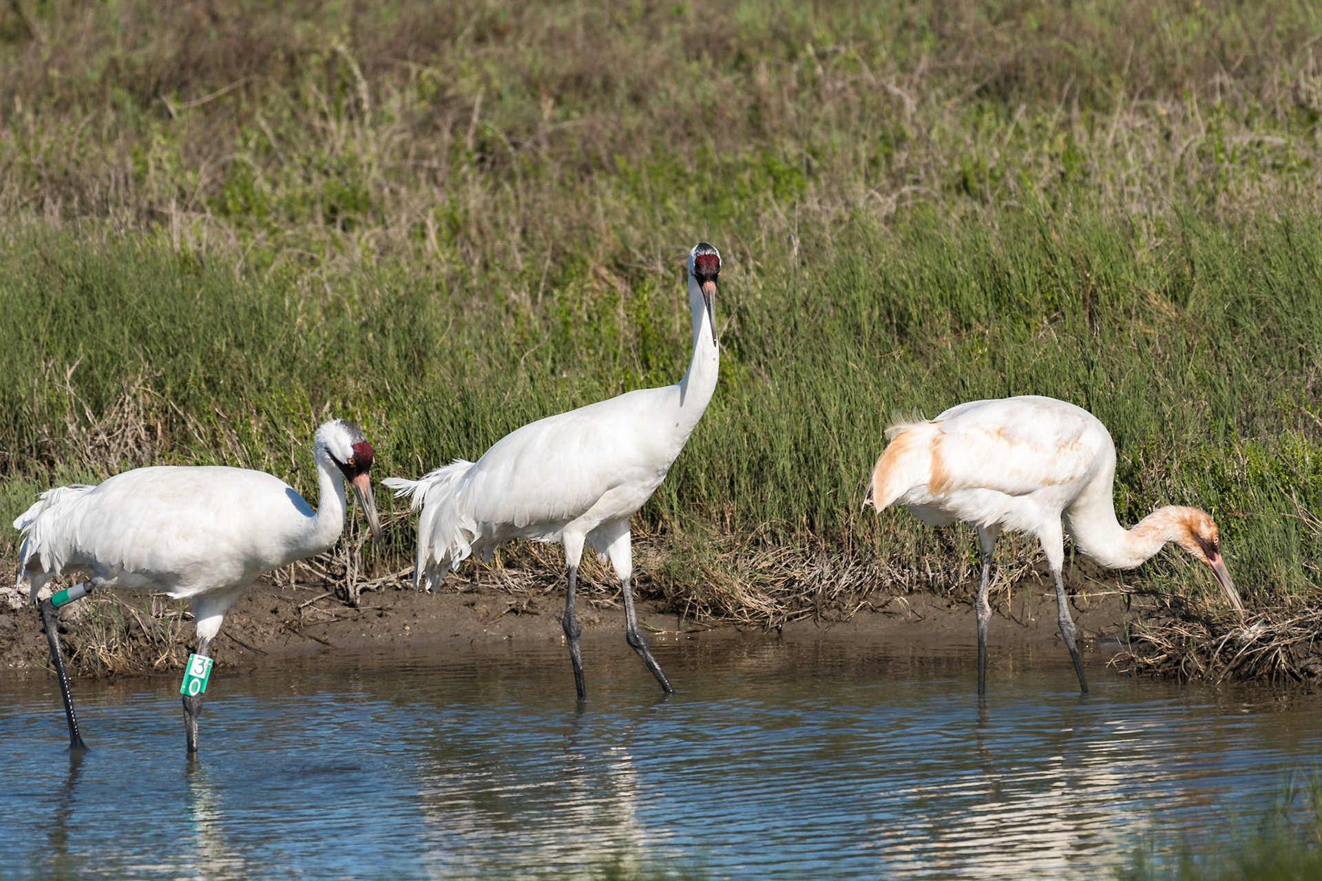 The whooping crane is the tallest bird in North America and an endangered species. They winter in Aransas National Wildlife Refuge, so I took a birding tour by boat out of Rockport to see if I could get some photos of the birds. Our boat captain did a great job of finding this family of cranes in the marsh along the Gulf Intracoastal Waterway. The immature crane has brown markings and, while hard to see, has a crab in its bill.Date: 20 March 2018Location: Aransas National Wildlife Refuge, Texas, United StatesOriginal resolution: 20 MPProcessing: Processed from RAW using Adobe Photoshop Lightroom 6