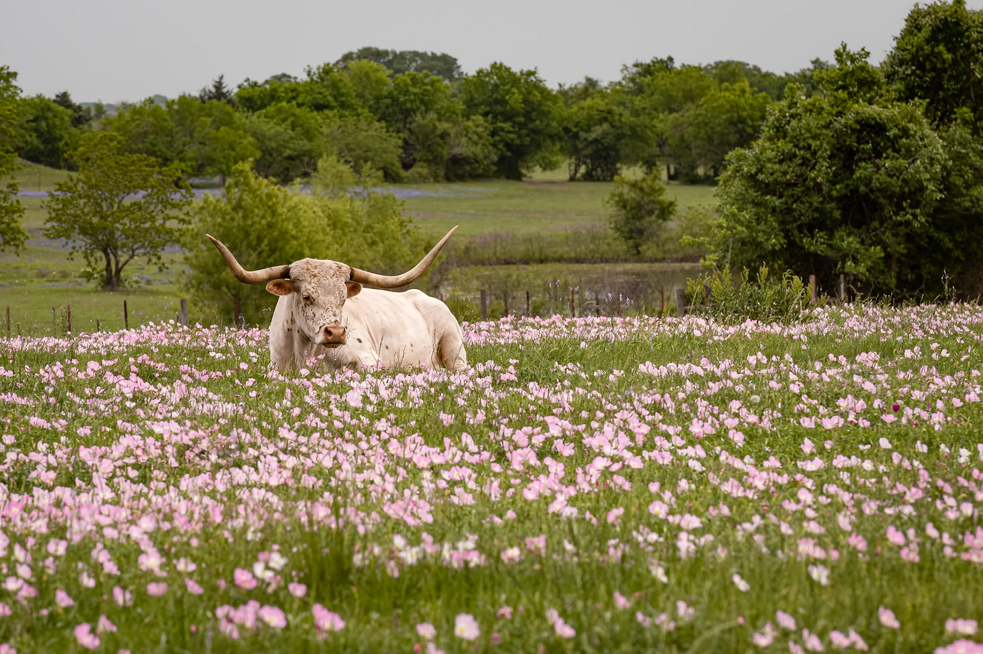 Pink Evening Primrose | 1 April 2023 | Washington County, Texas, United States | Nikon D850 | 45 MP | Processed from RAW using Adobe Lightroom 13