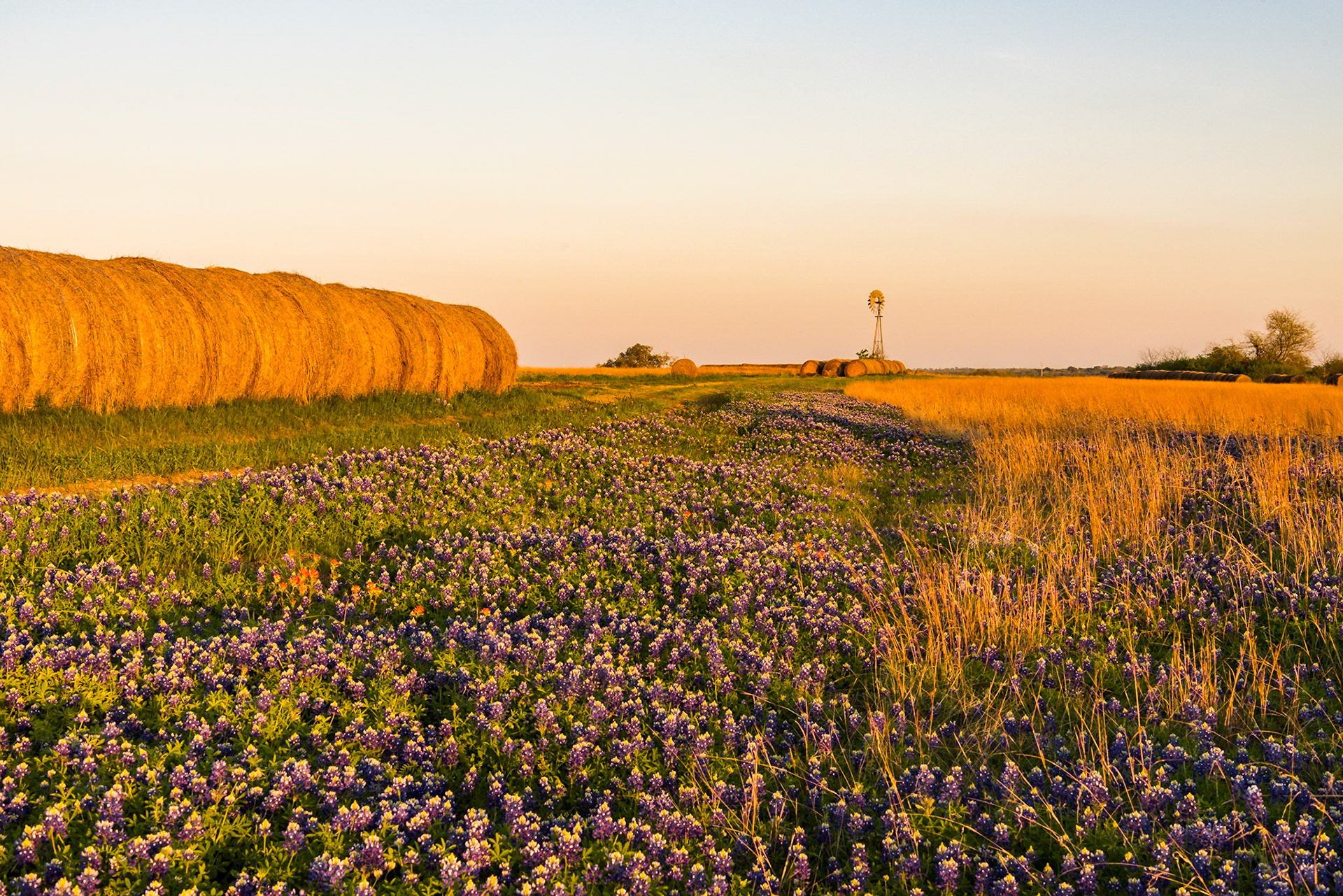 I spent most of an afternoon scouting for a good location to shoot during the golden hour. I found this pasture out Bluff Road. It's almost too good to be true with its hay bales, windmill, and bluebonnets. The hay on each side of the bluebonnets provides a visual pathway to the windmill in the background.Date: 22 March 2018Location: Washington County, Texas, United StatesOriginal resolution: 36 MPProcessing: Processed from RAW using Adobe Photoshop Lightroom 6