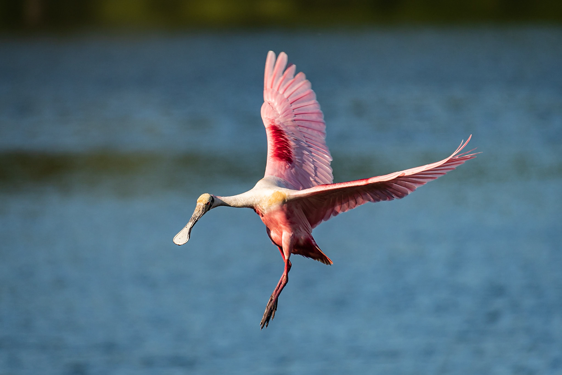 Date: 19 April 2019Location: High Island, Texas, United StatesOriginal resolution: 20 MPProcessing: Processed from RAW using Adobe Photoshop Lightroom Classic CC 8